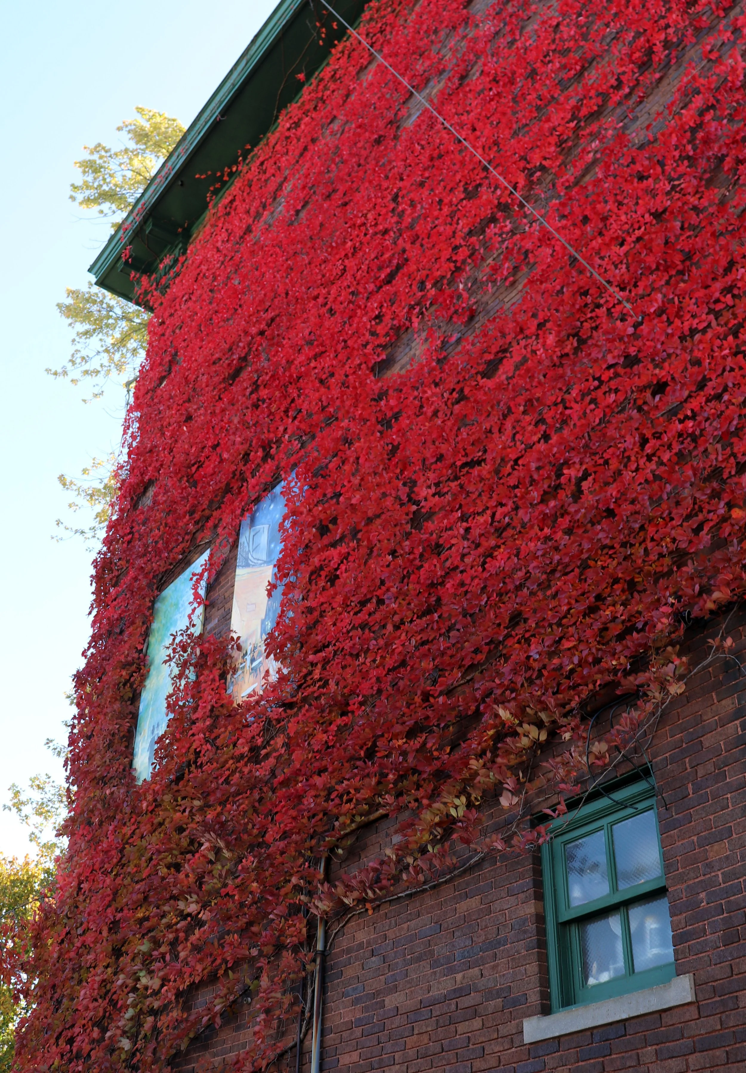 Red autumn leaves covering a brick wall of a building with green-framed windows.