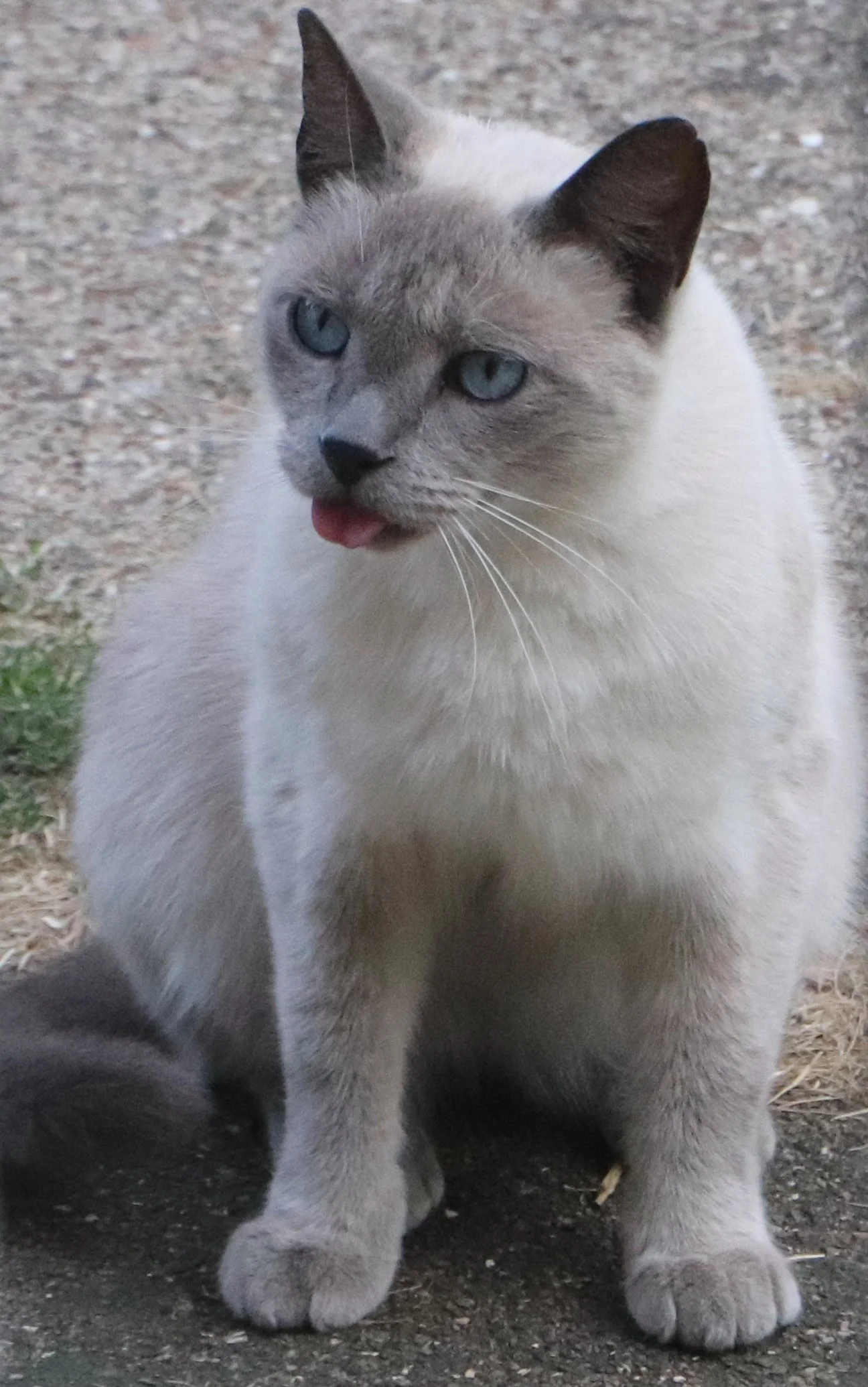 Siamese Cat