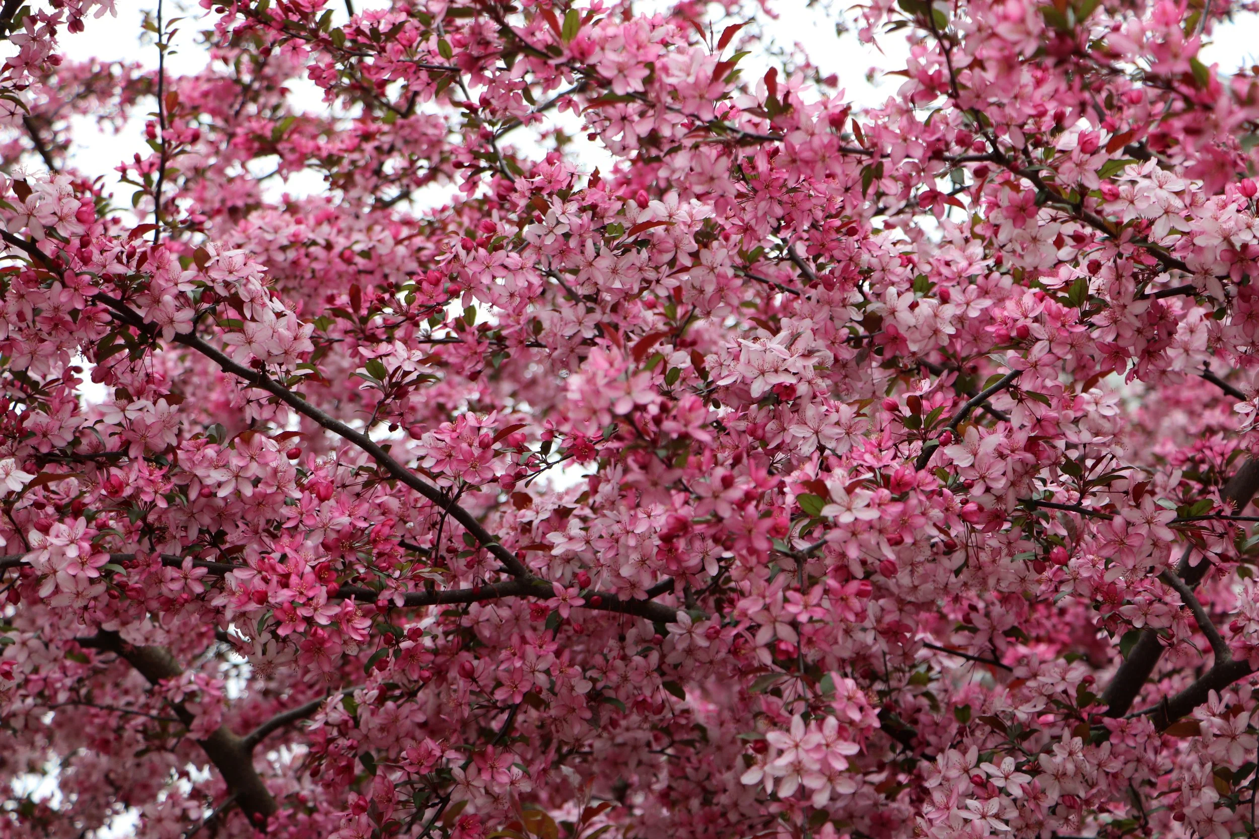 Pink Crabapple tree in Marshall Michigan