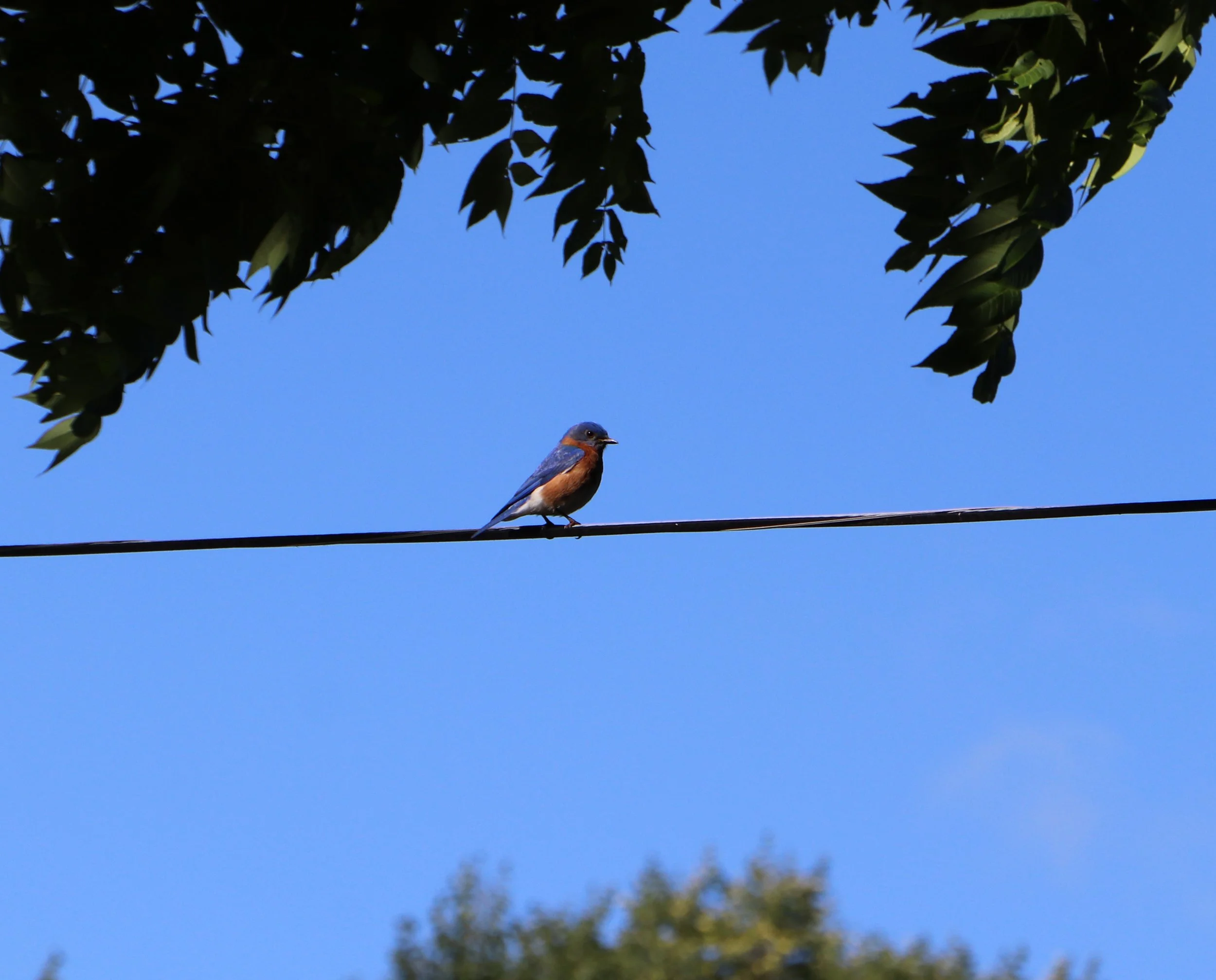 A small bird perched on a wire under leafy tree branches against a clear blue sky.