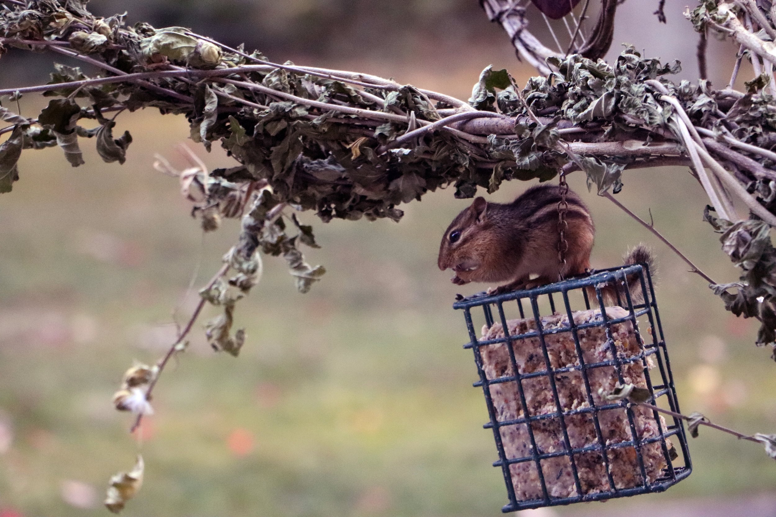 Chipmunk in Michigan