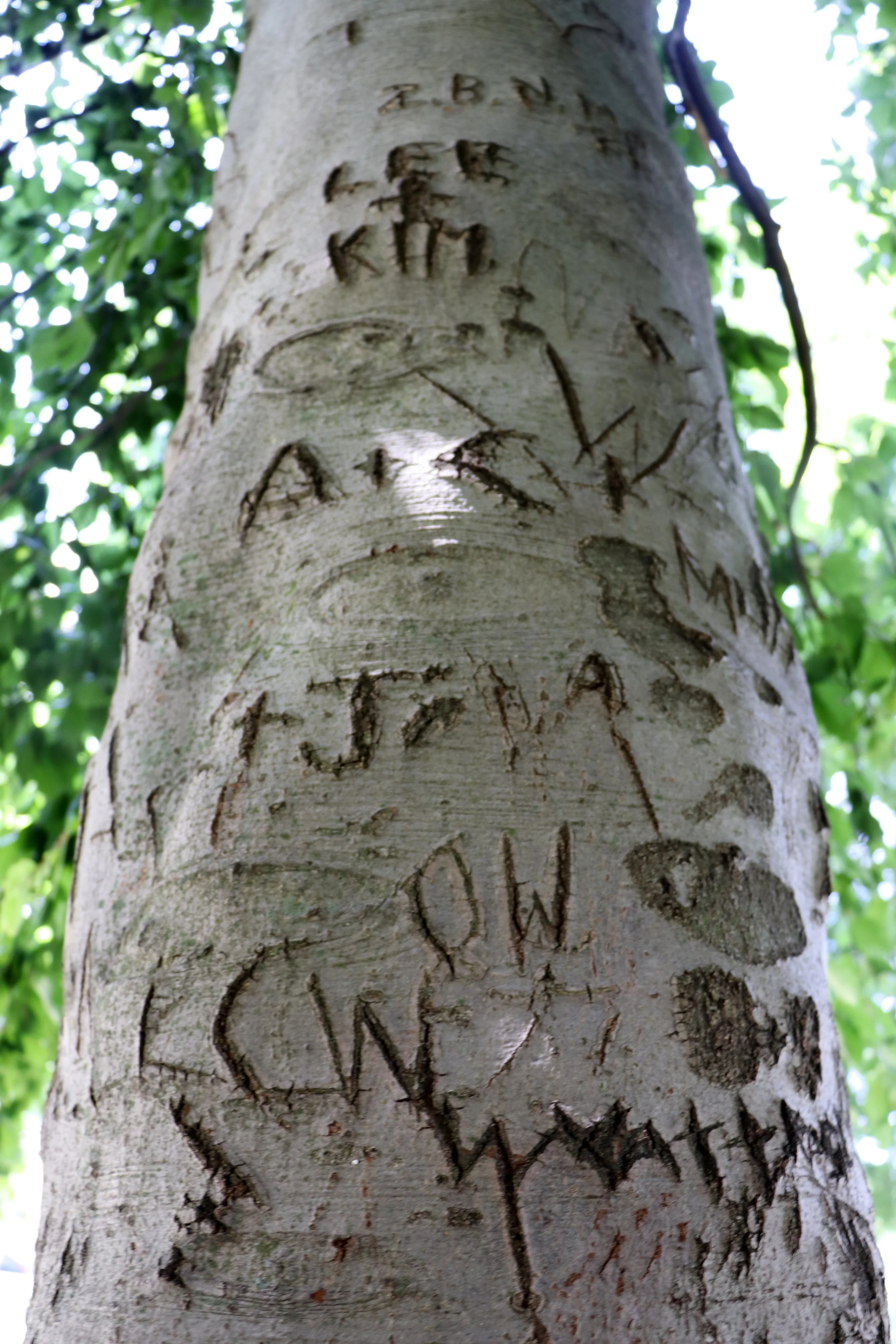 Tree trunk with carved initials and names, surrounded by green leaves and sunlight.