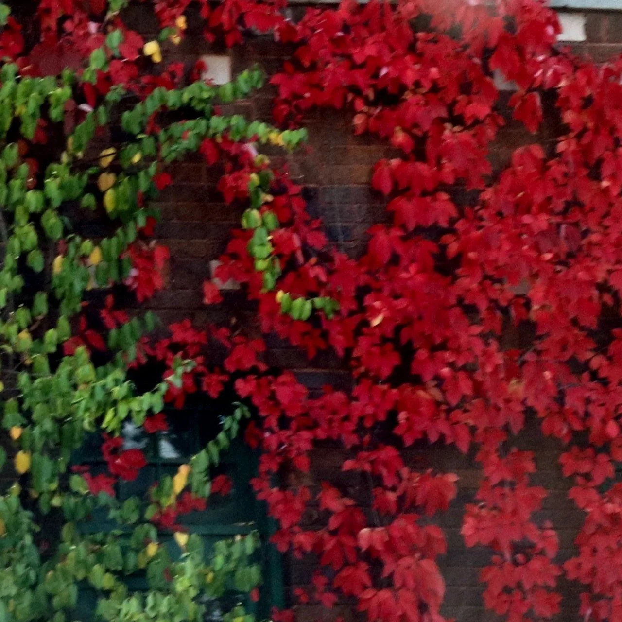 "Autumn in Michigan paints nature's canvas with strokes of fiery reds, burnt oranges, and golden yellows, inspiring artists to capture the vibrant hues on their creative palettes."