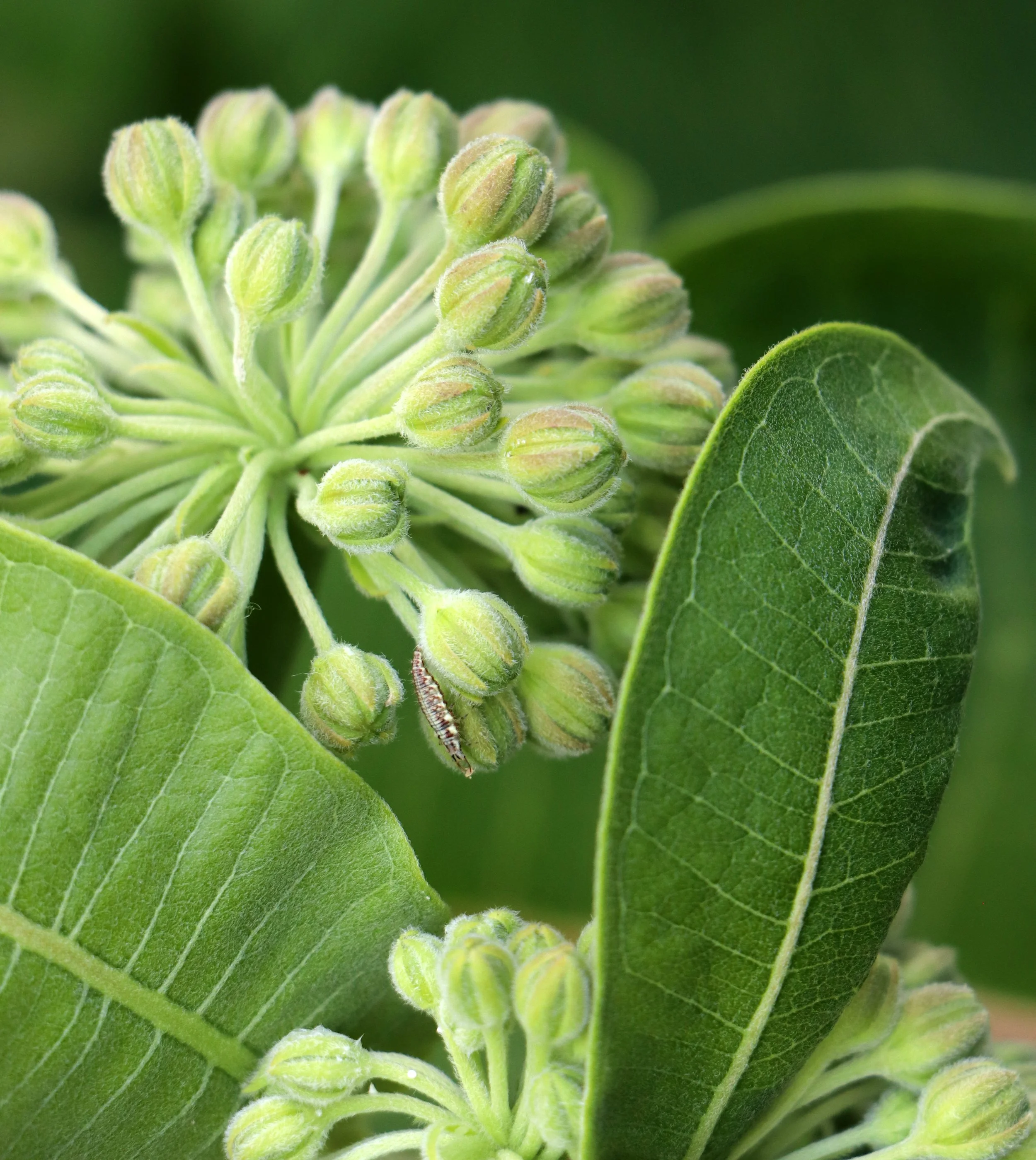 Milkweed