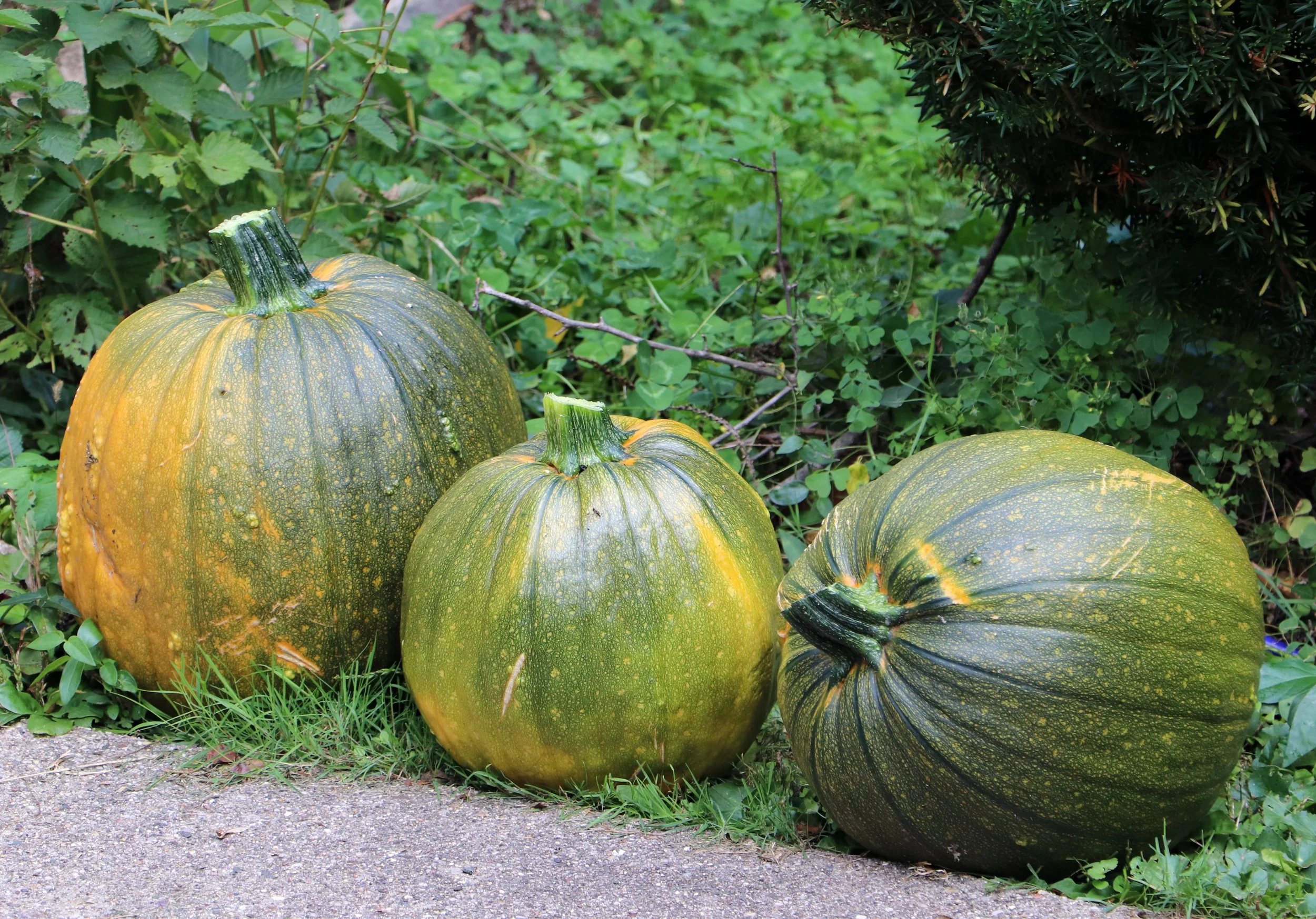 Pumpkins