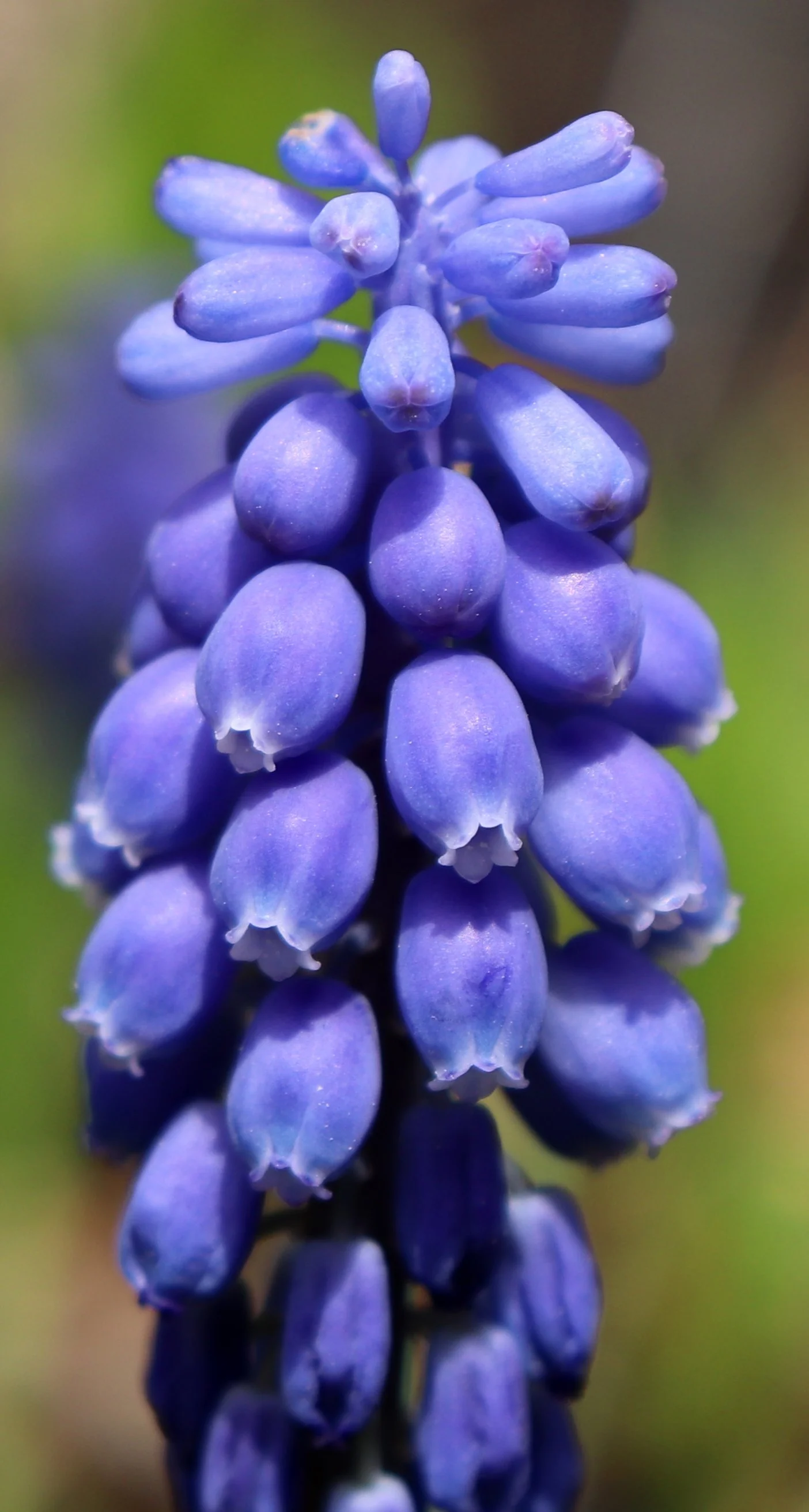 Close-up of a blue grape hyacinth flower with clustered bell-shaped blossoms on a single stem.