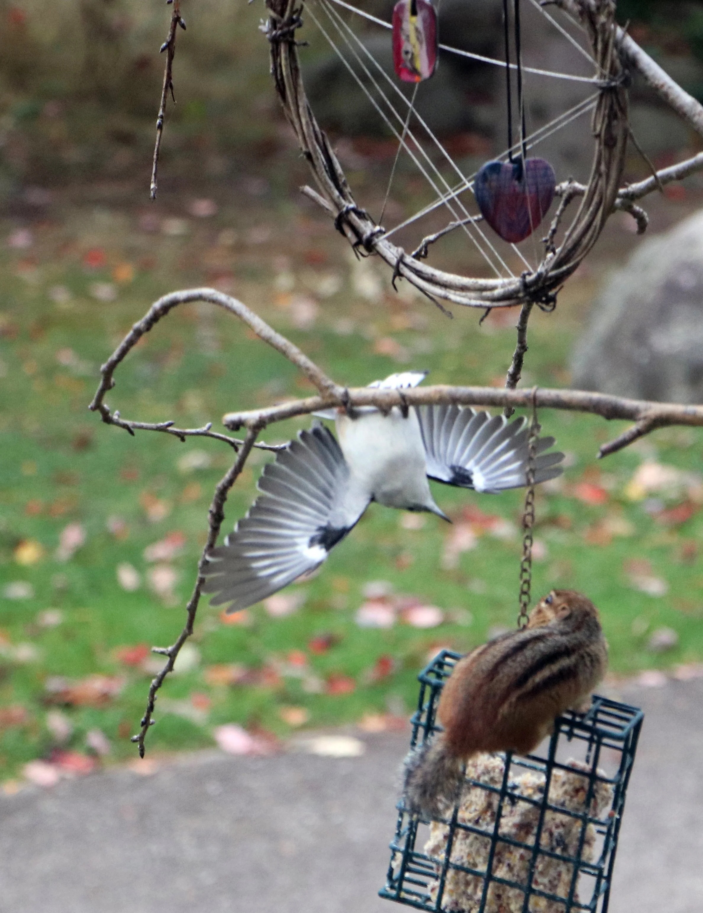 Chipmunk and Nuthatch