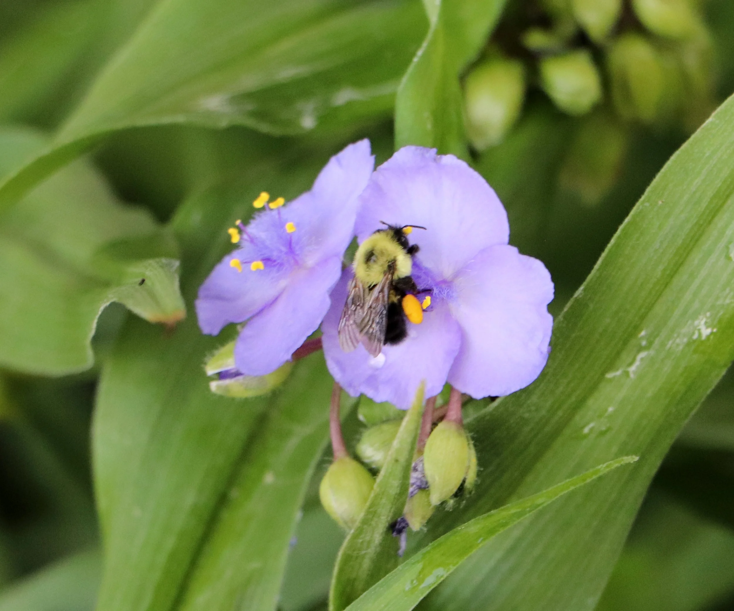 Close-up of a purple flower with yellow pollen and a bee collecting nectar, surrounded by green leaves.