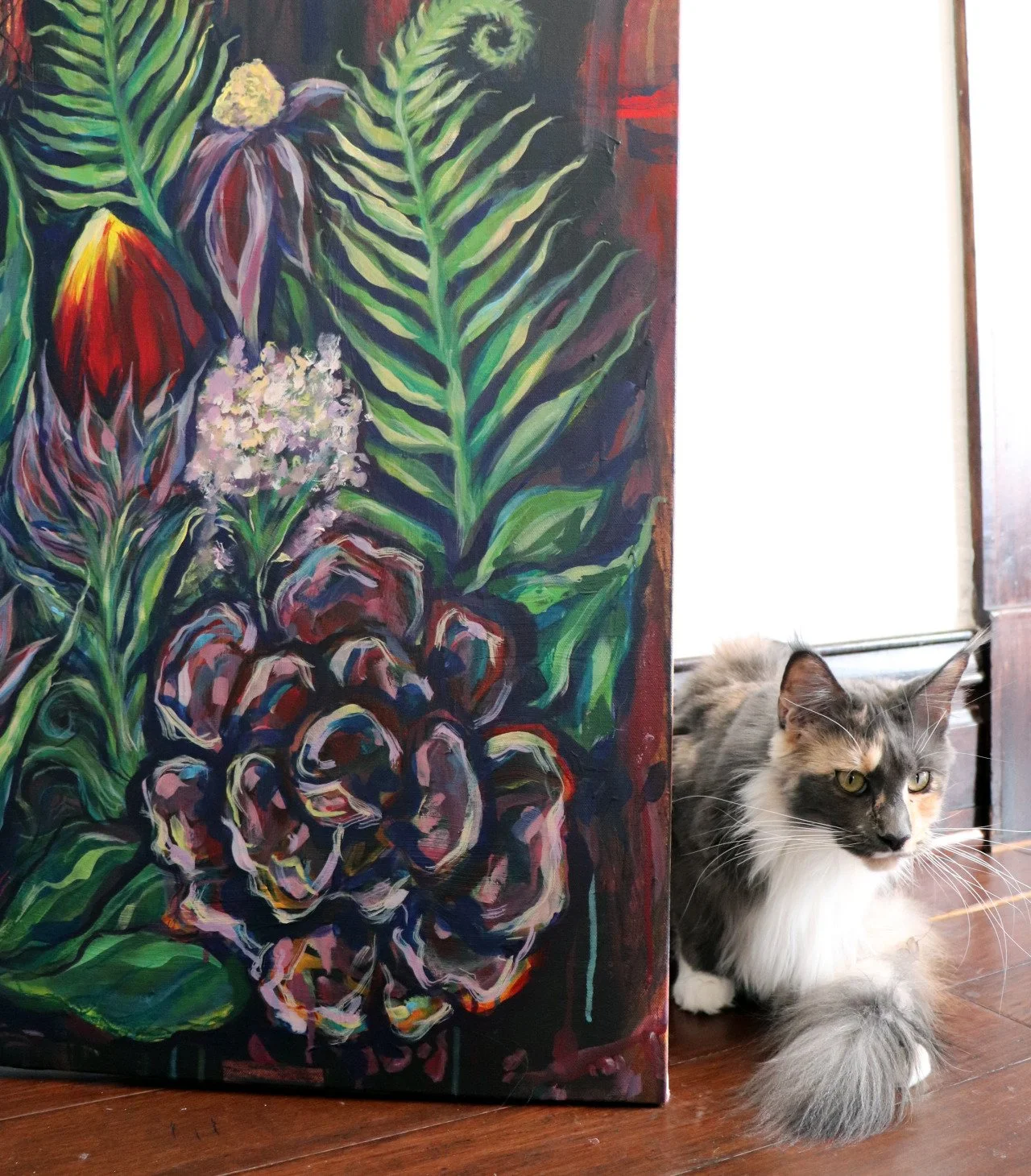 Dilute calico maine coon cat