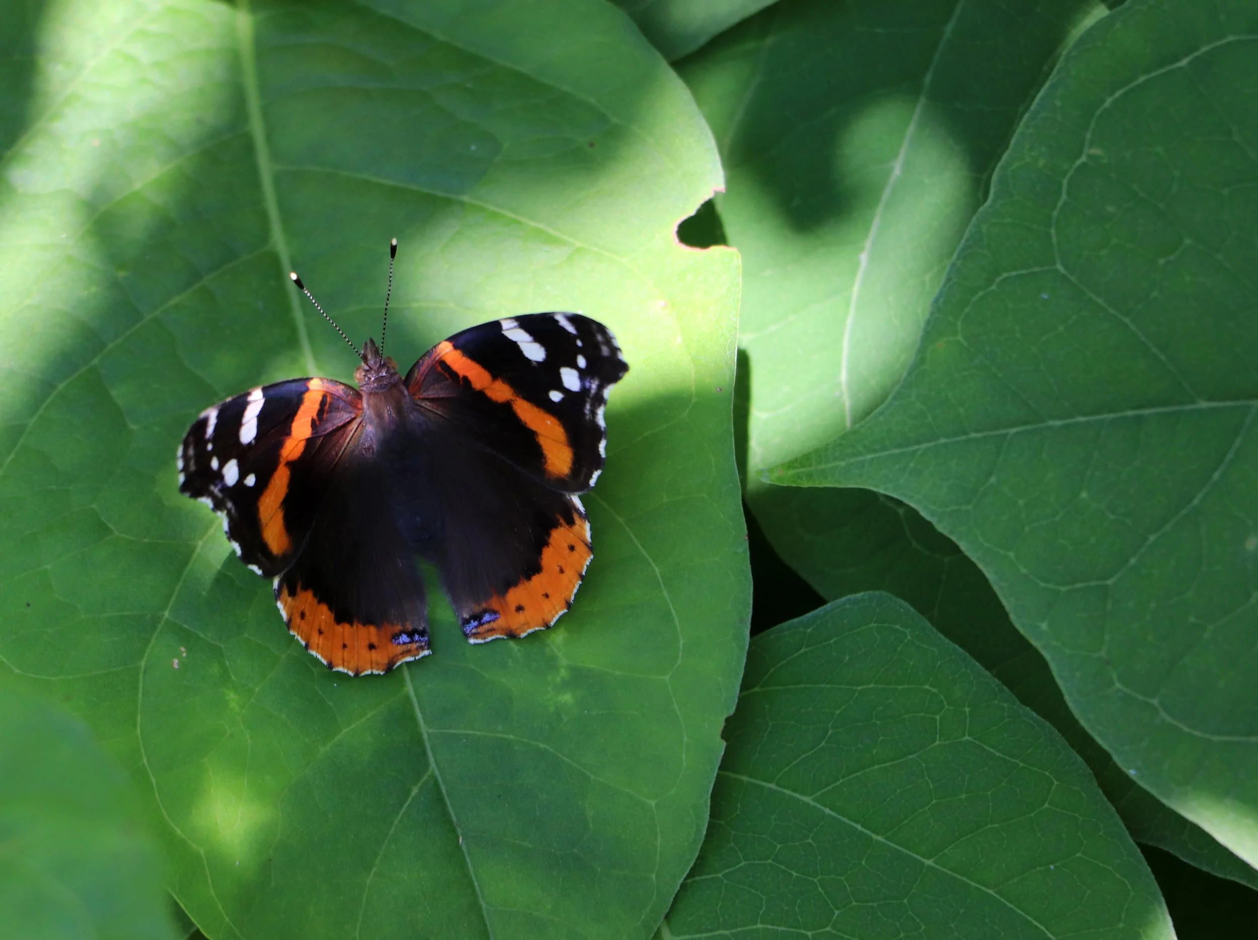 red admiral butterfly, vanessa atalanta, butterfly on leaf, pollinator insect, native butterfly, summer butterfly, close up butterfly,