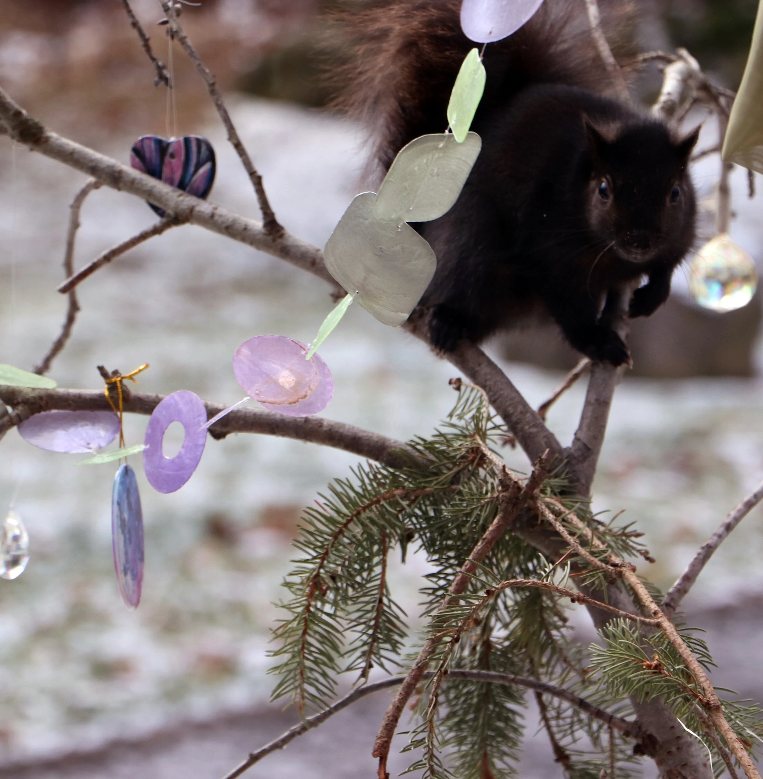 A small black animal, possibly a skunk or similar creature, is perched on a branch of an evergreen tree, decorated with colorful paper and plastic ornaments. The background appears to be a snowy outdoor setting.