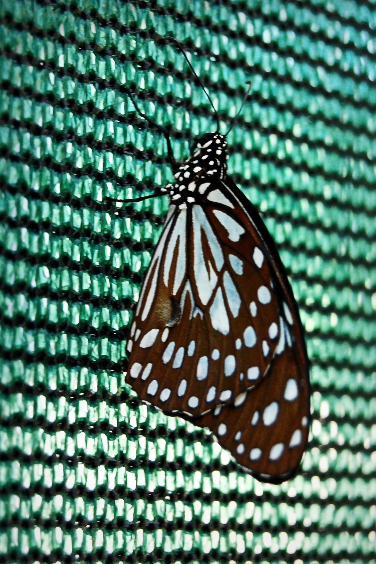 Michigan's butterflies, the unsung troubadours of the garden, serenade the senses with their symphony of colors, a poetic testament to the boundless beauty woven into the fabric of the Great Lakes State.