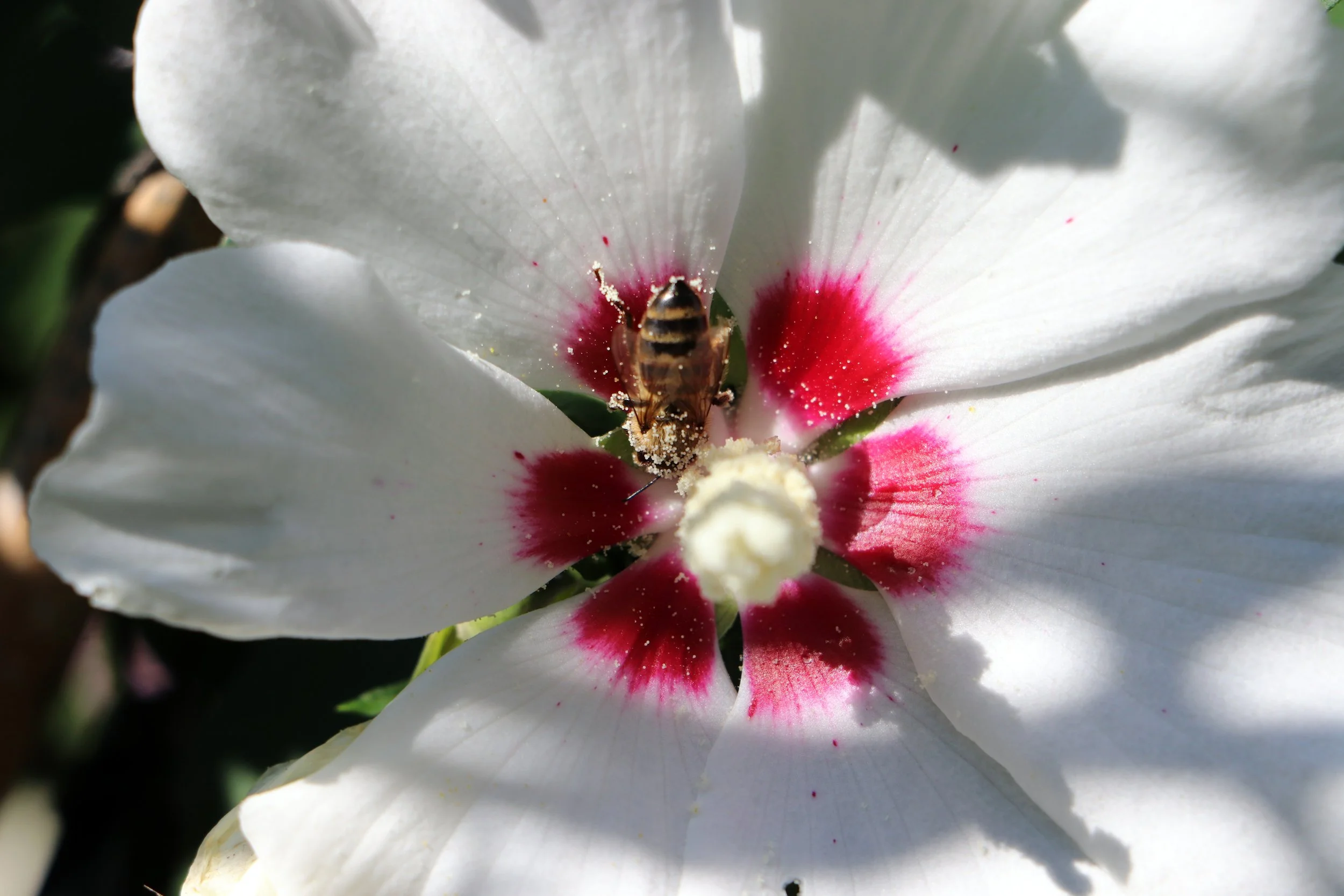 Hibiscus Bee