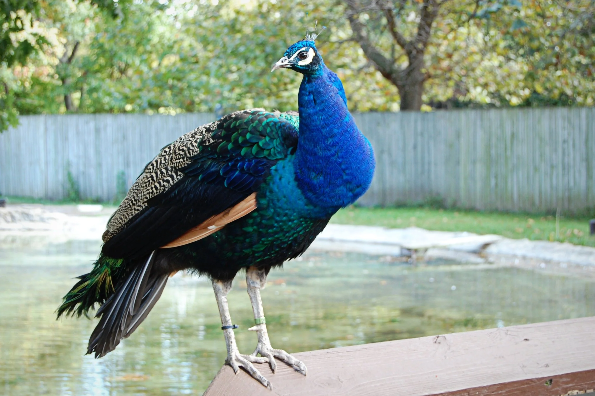 peacock "The peacock's regal presence is a reminder that even in the wilderness, elegance can reign supreme."