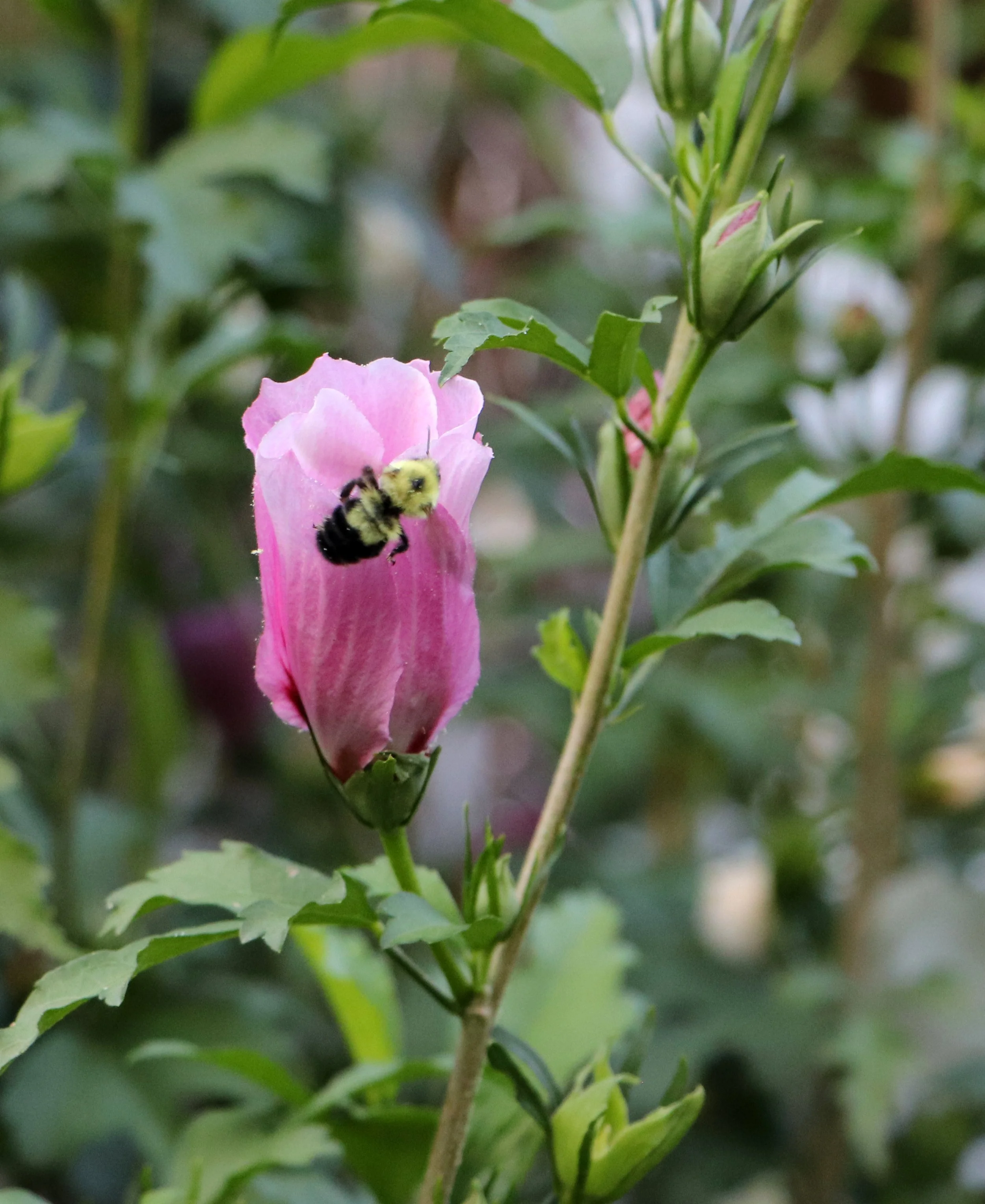 Bee and hibiscus