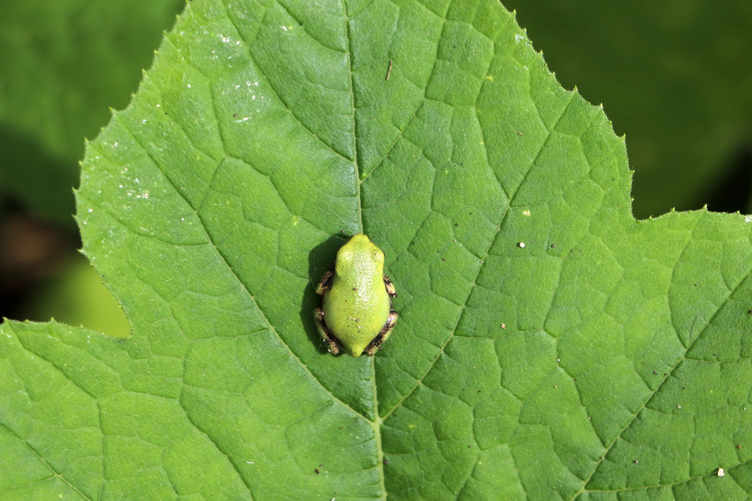 A small green frog sitting on a large green leaf with visible veins.