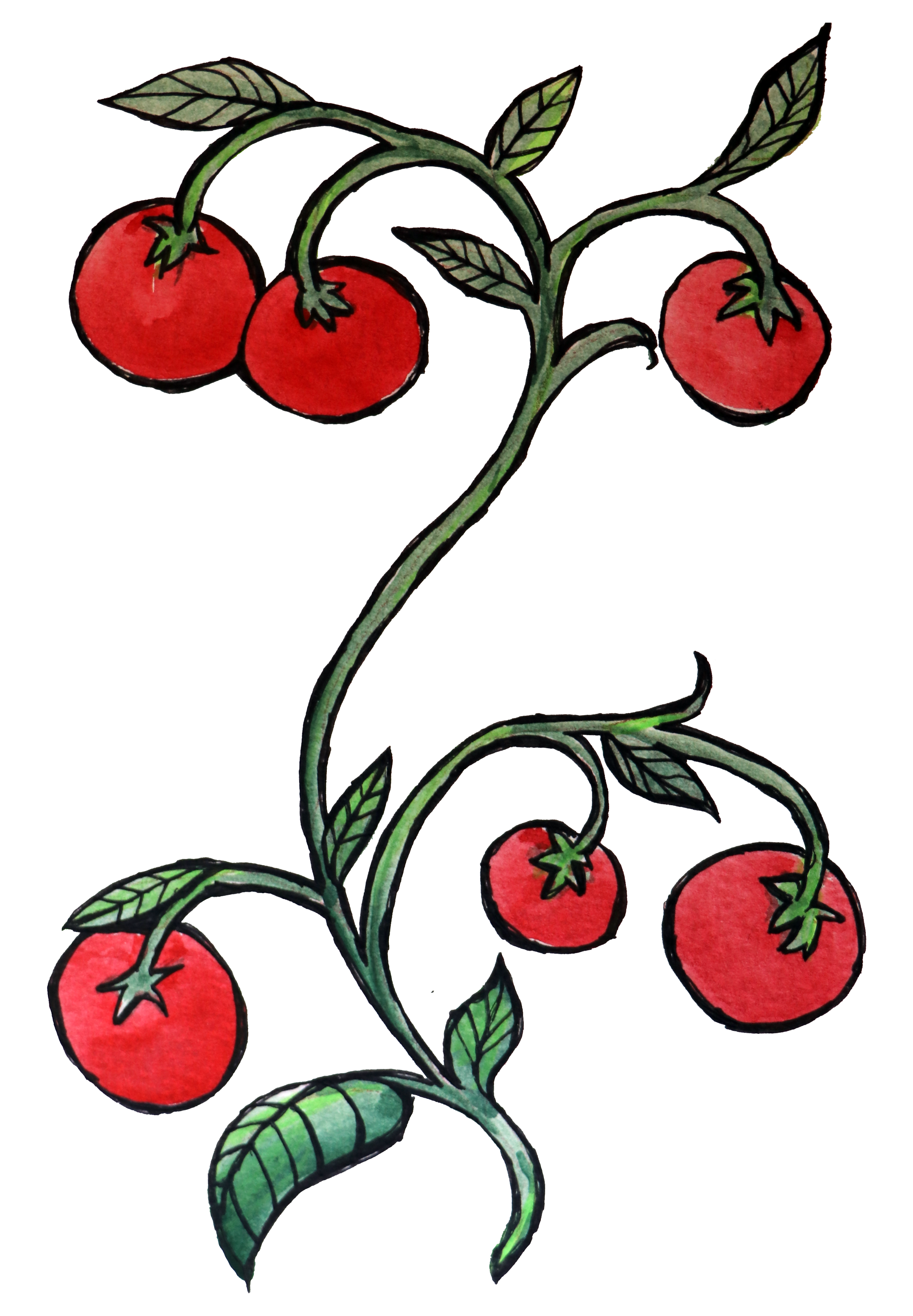 Watercolor illustration of a cherry tomato plant with red cherry tomatoes, green leaves, and a winding vine.