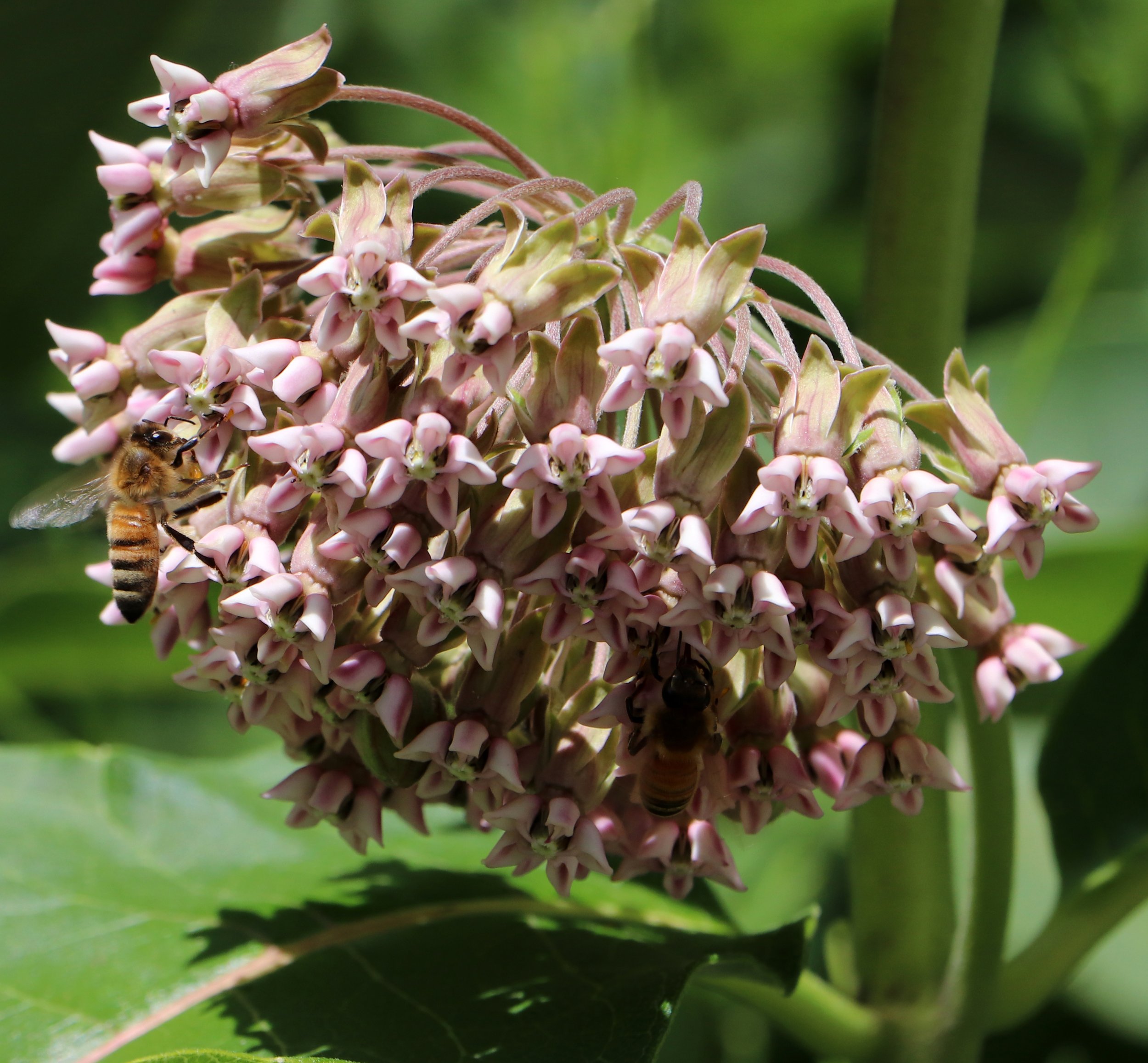Close-up of a cluster of pink and green flowers with a bee collecting nectar, against a background of green leaves.