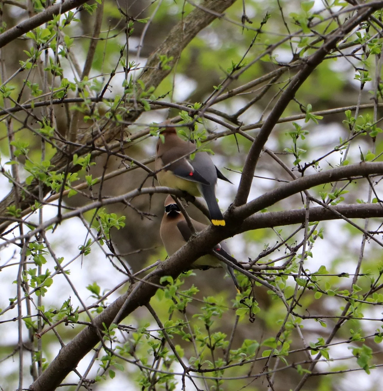 "In the silence of a bird's flight, we find a sanctuary of peace, where worries dissolve and tranquility takes flight."
