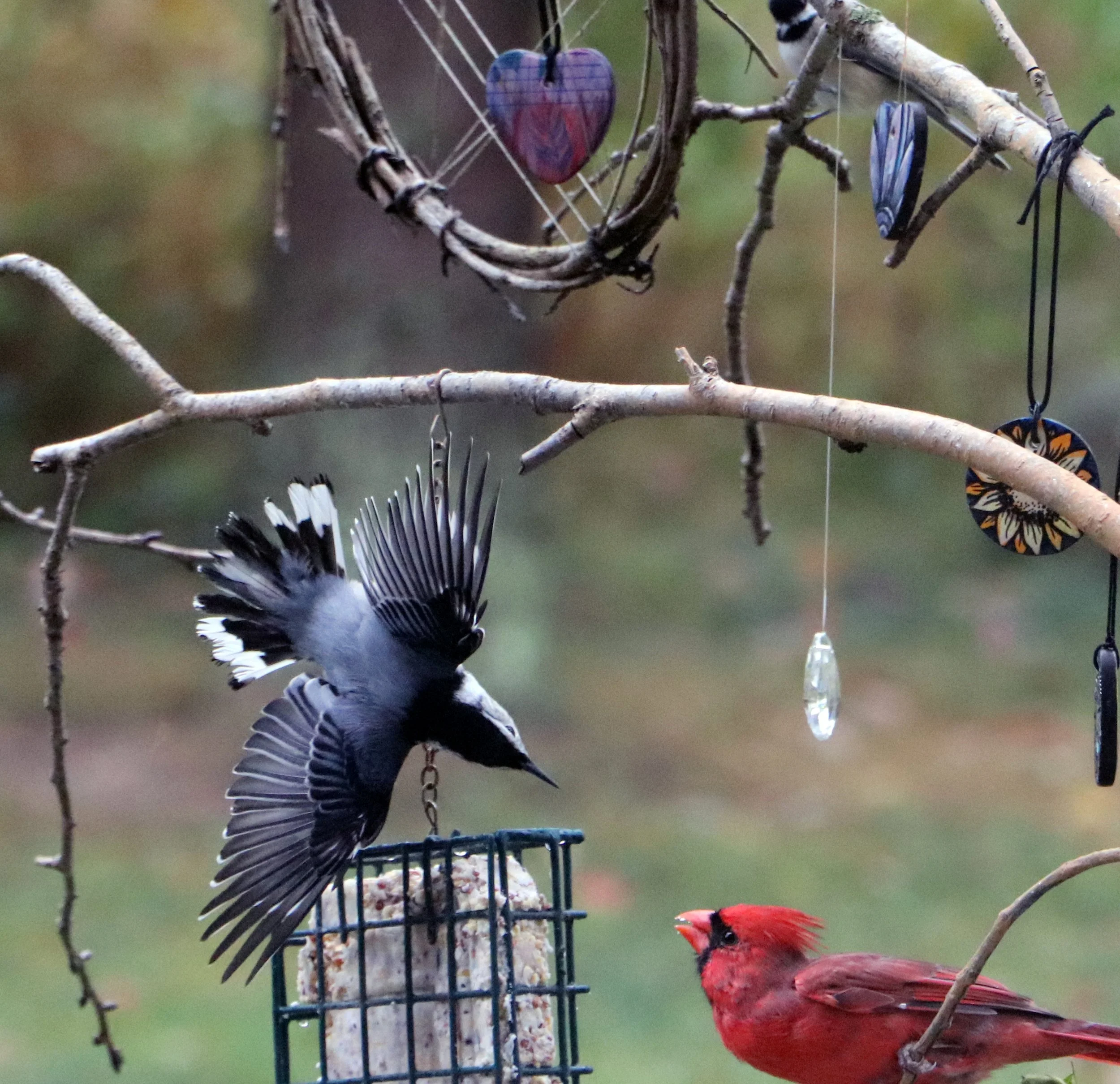 Nuthatch and Cardinal