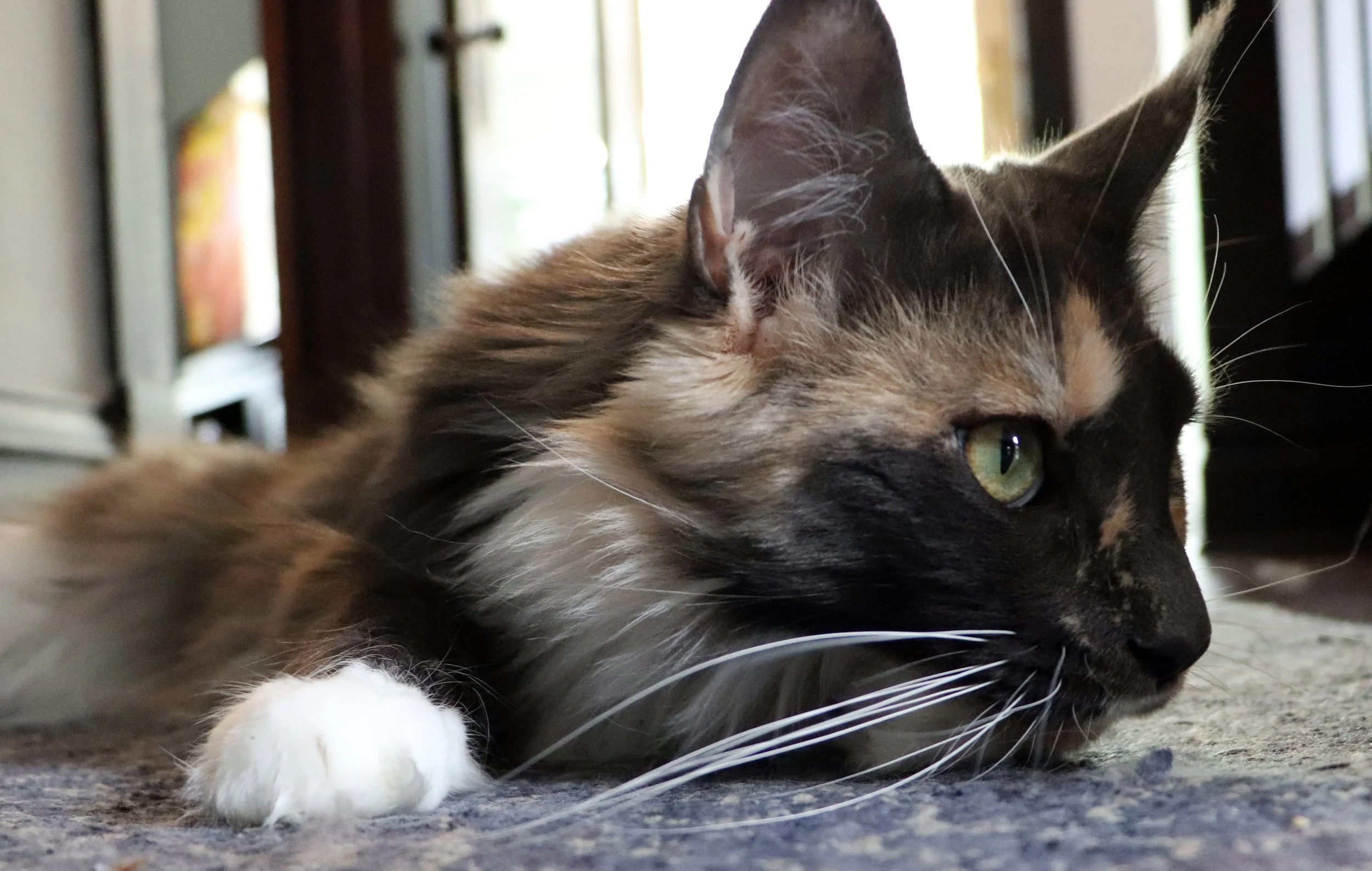 Dilute calico maine coon cat