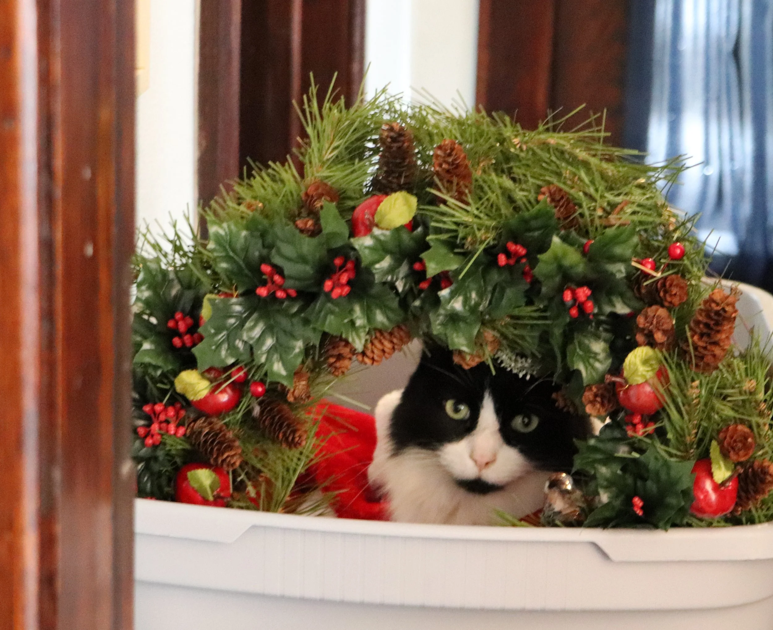 Tuxie Cat Xmas