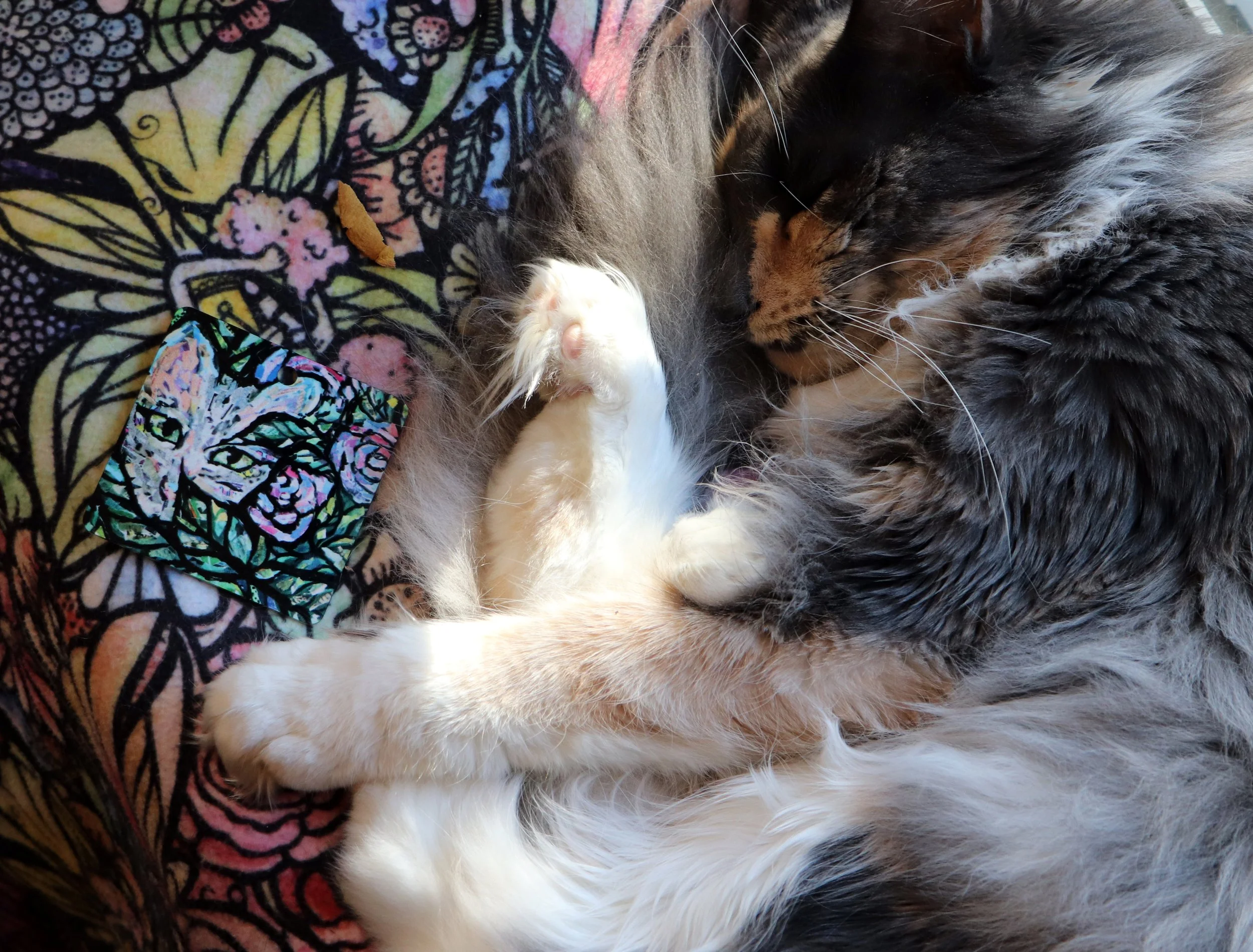 Grey Dilute Calico Maine Coon Cat Ornament