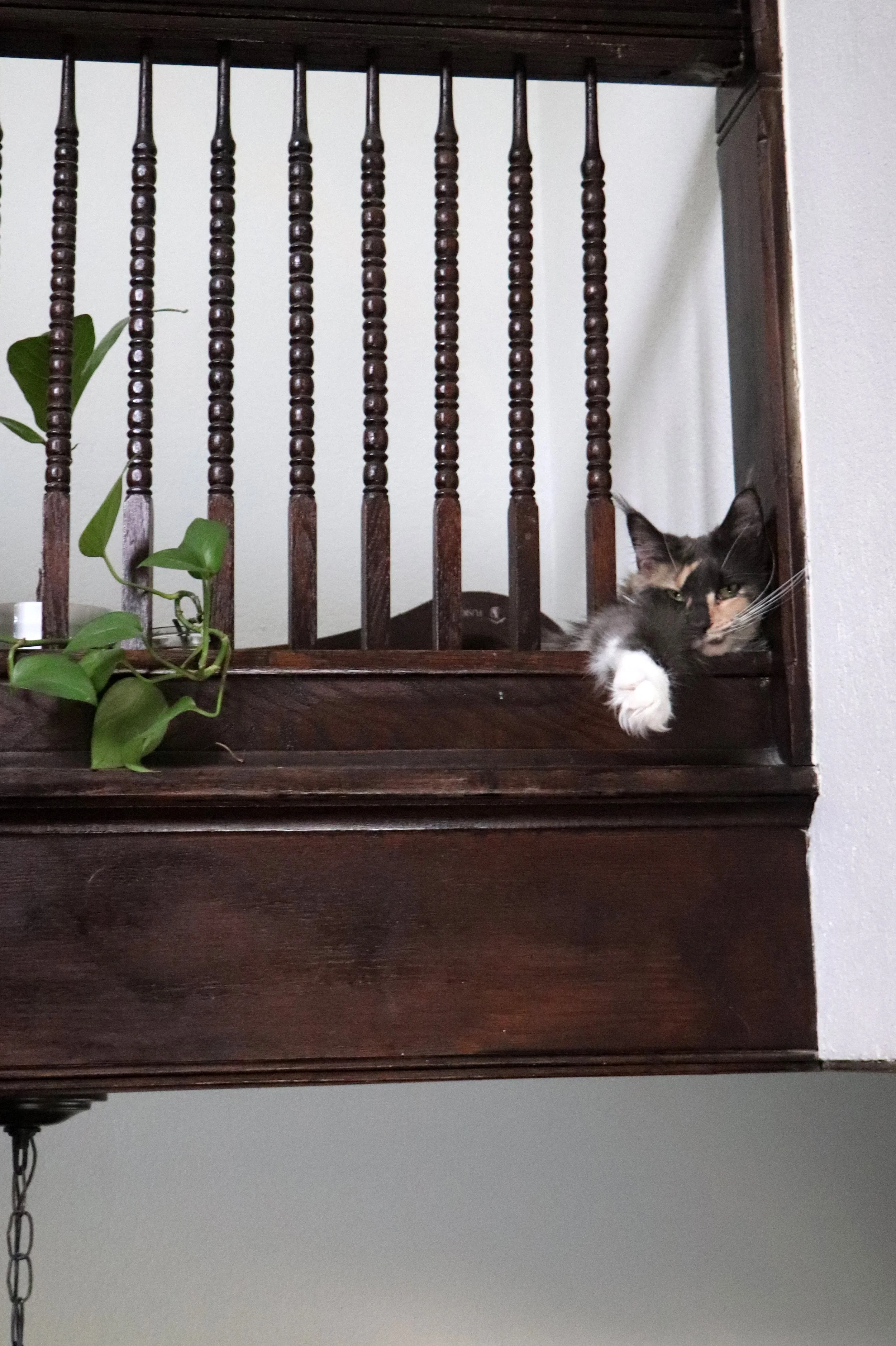 Dilute calico maine coon cat