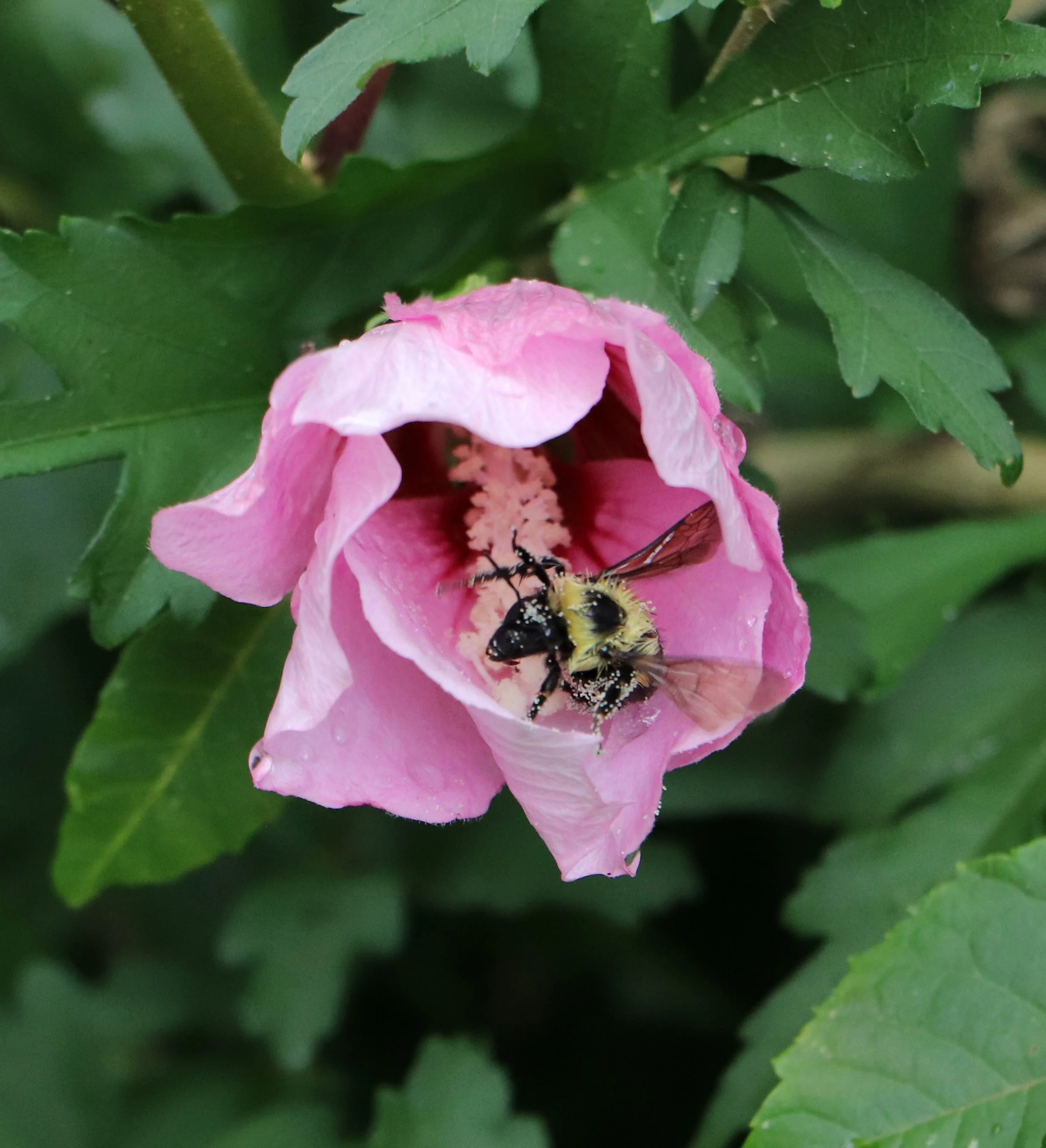 Bee in a rose of sharon flower