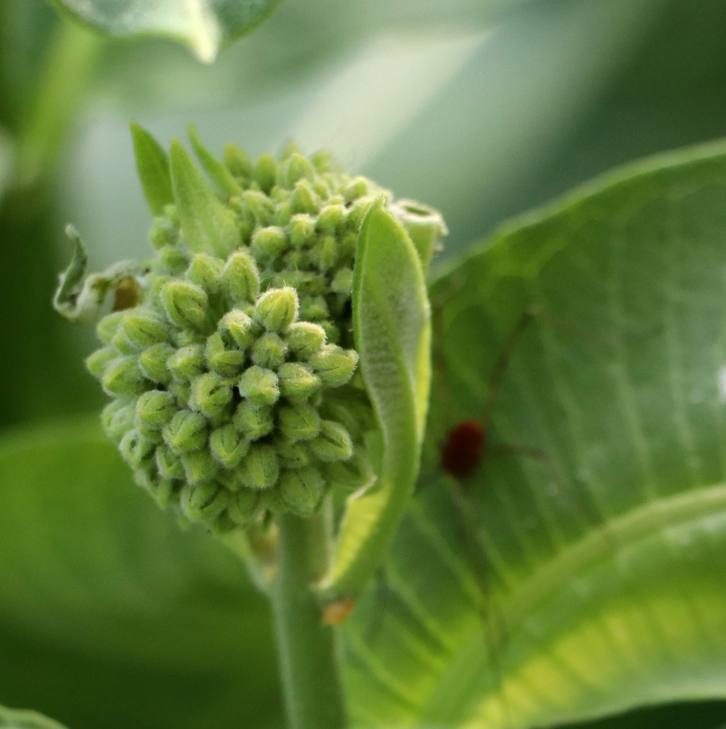 Milkweed