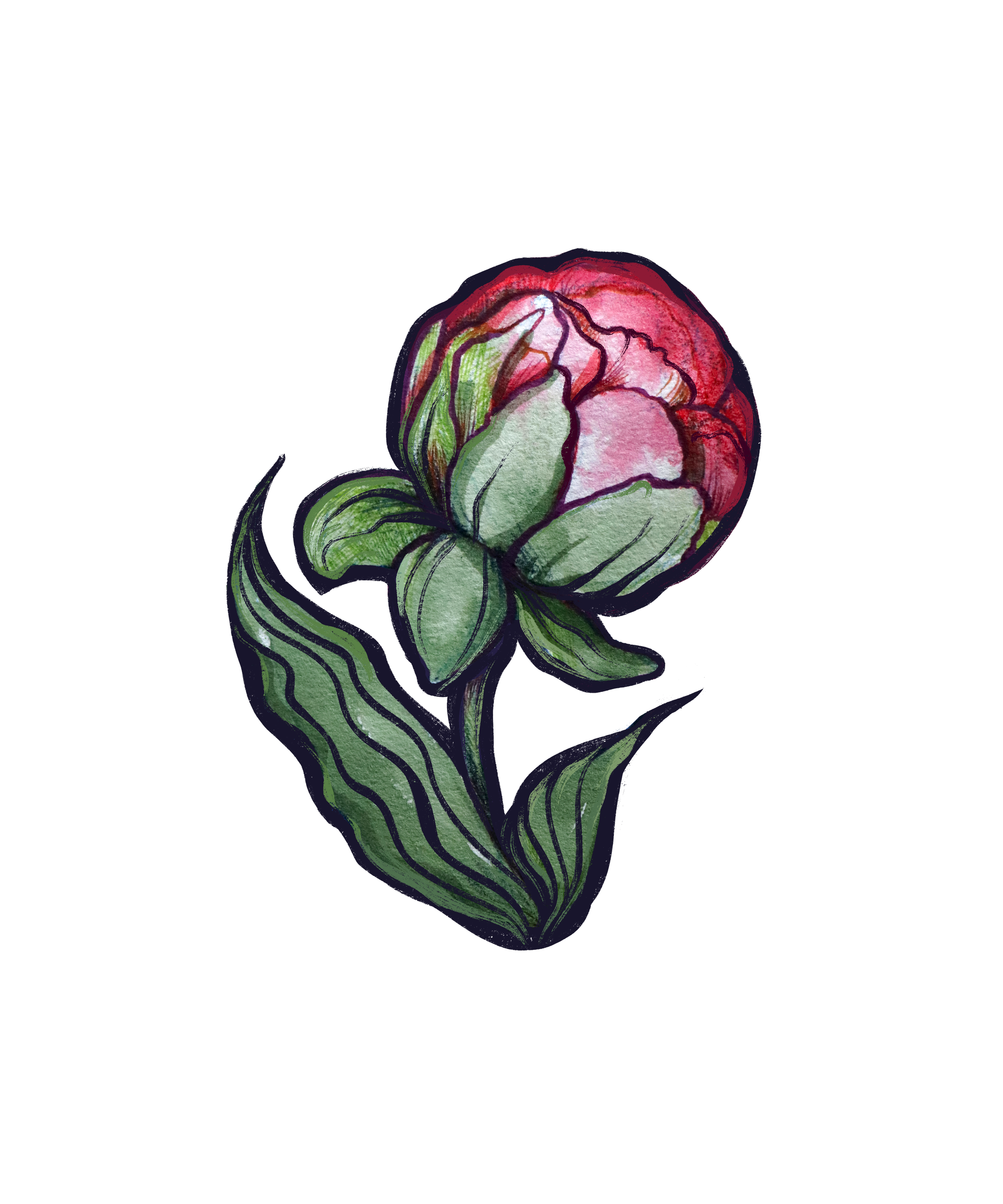 Watercolor illustration of a peony flower with pink and red petals, green leaves, and a long green stem, against a black background.