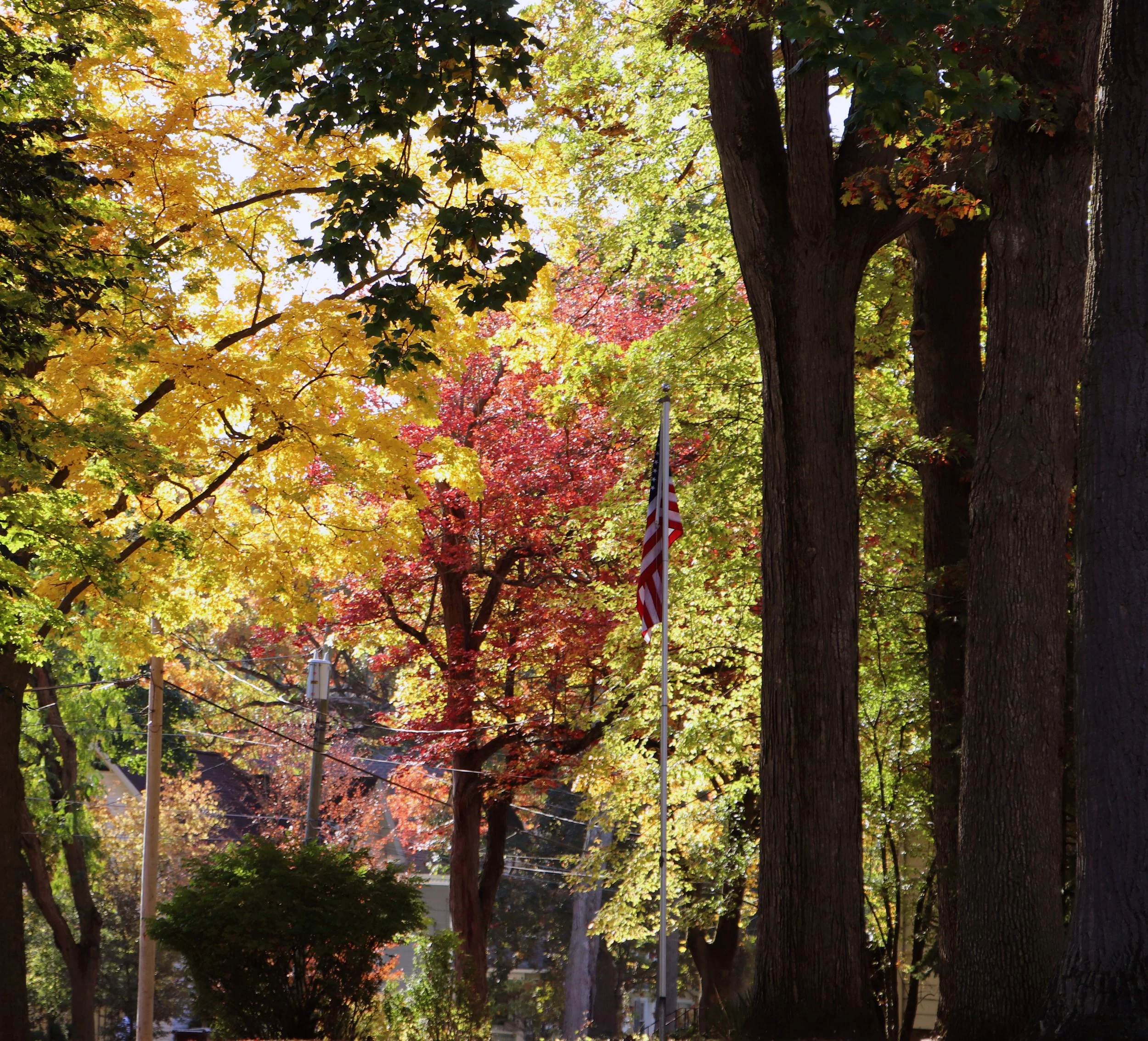 Fall Maple Trees in Michigan