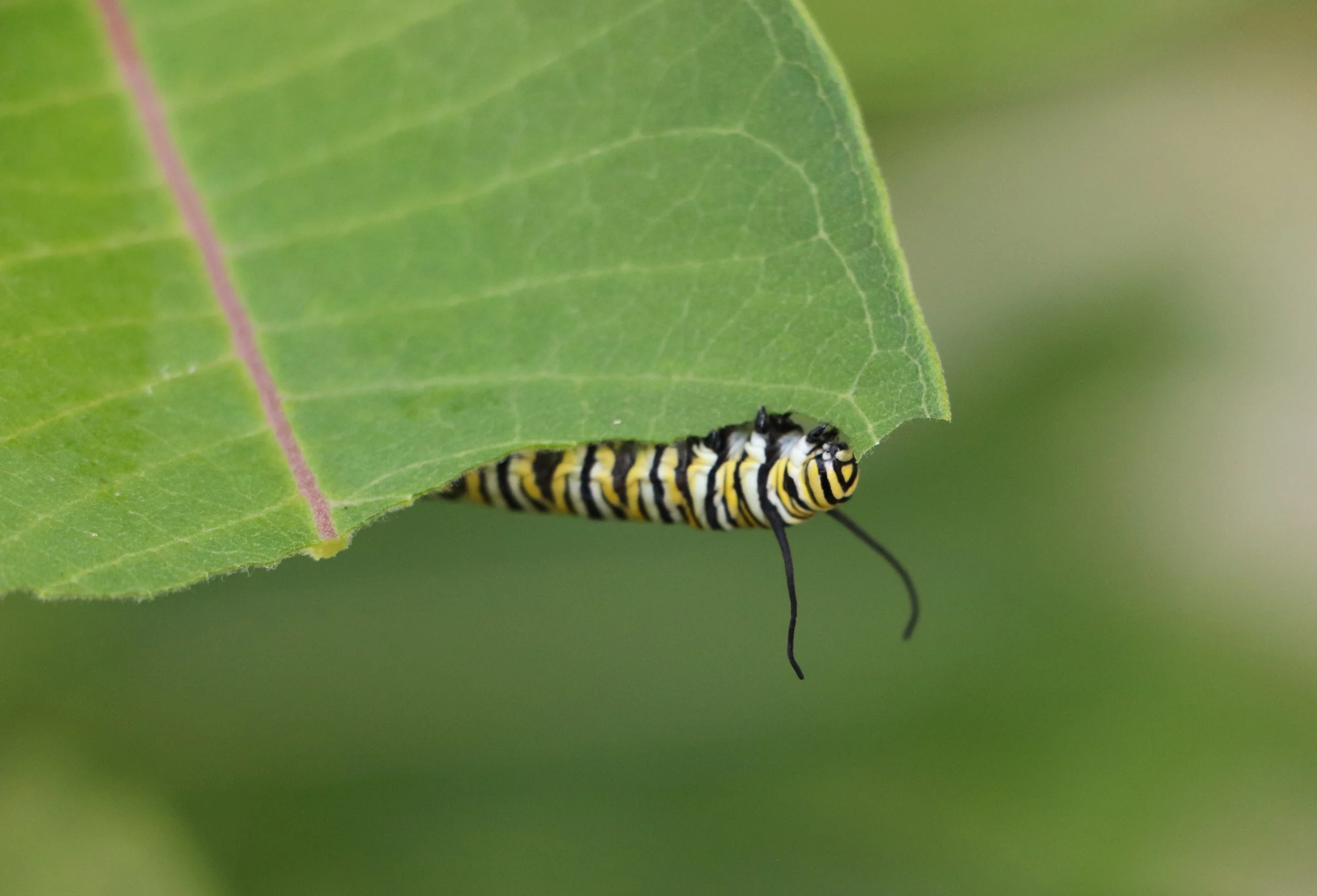 A caterpillar with yellow, black, and white stripes on a green leaf.