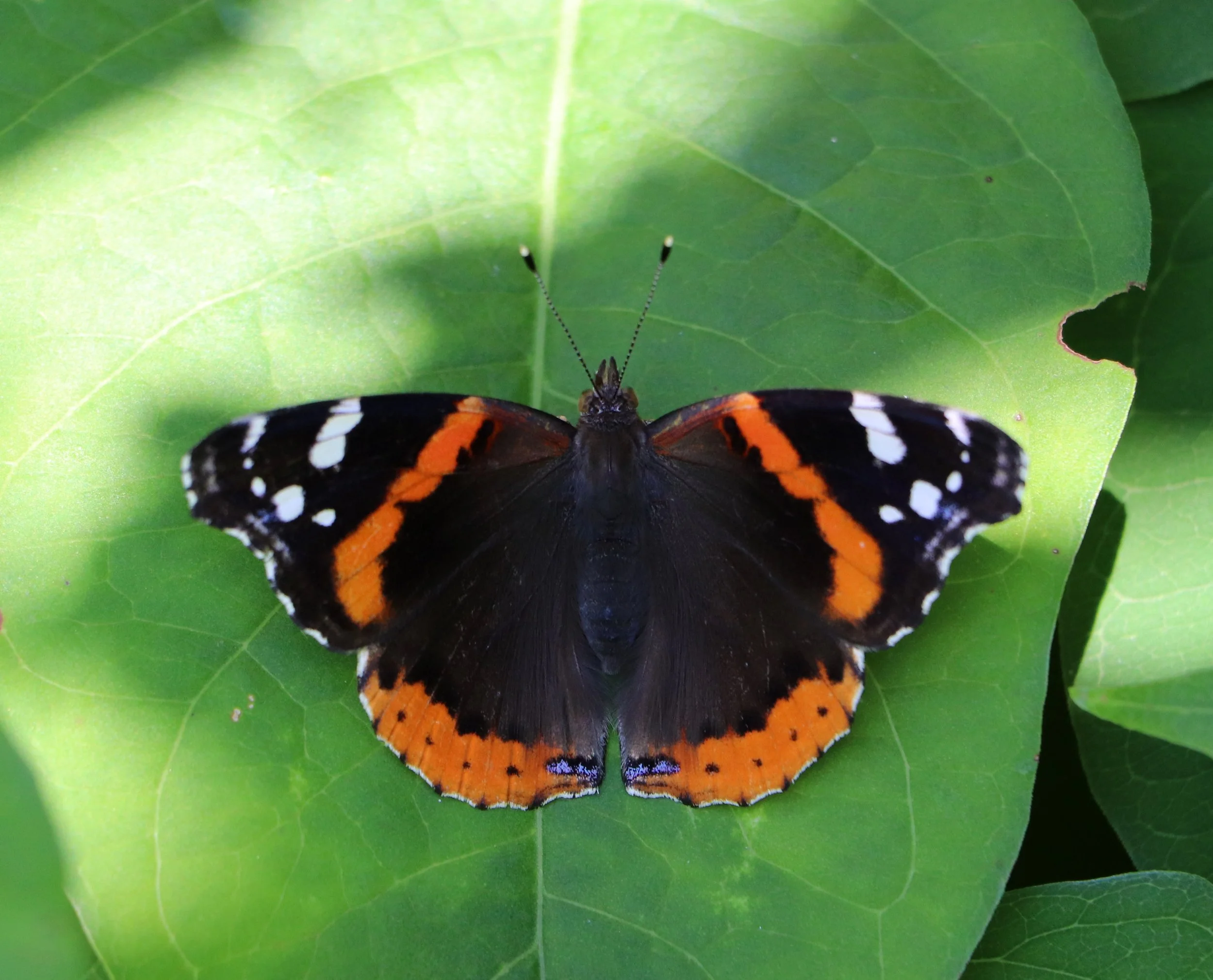 Close-up photographs of a Red Admiral butterfly (Vanessa atalanta) resting on vibrant green leaves, showcasing its striking black, orange, and white wing patterns. Captured in natural sunlight with detailed textures visible in both the butterfly and 