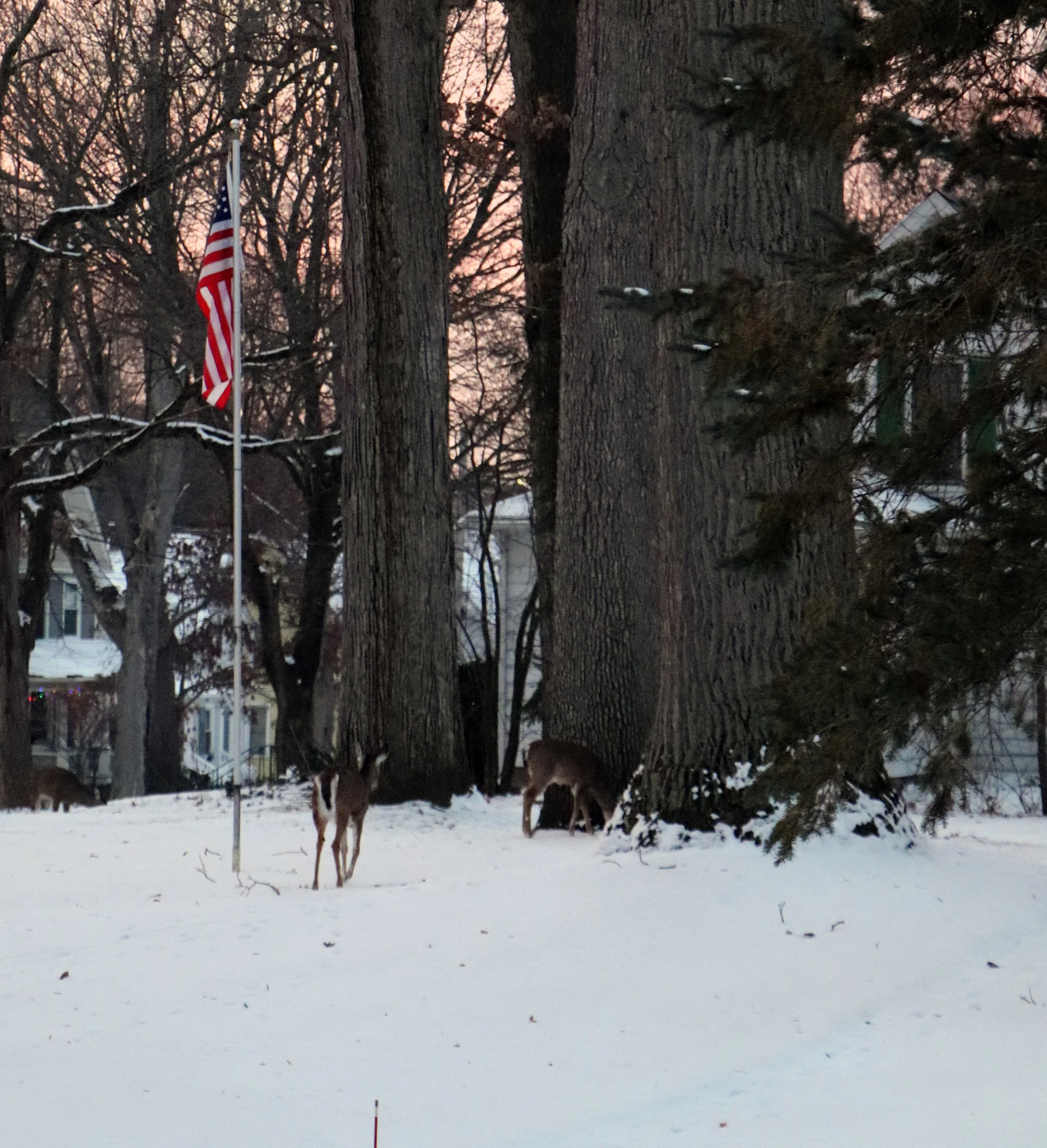 Michigan is a place of natural beauty where deer roam freely especially in Marshall a town that embodies the charm of the Midwest the deer move gracefully through the fields and forests creating a serene landscape that captures the heart of nature lo