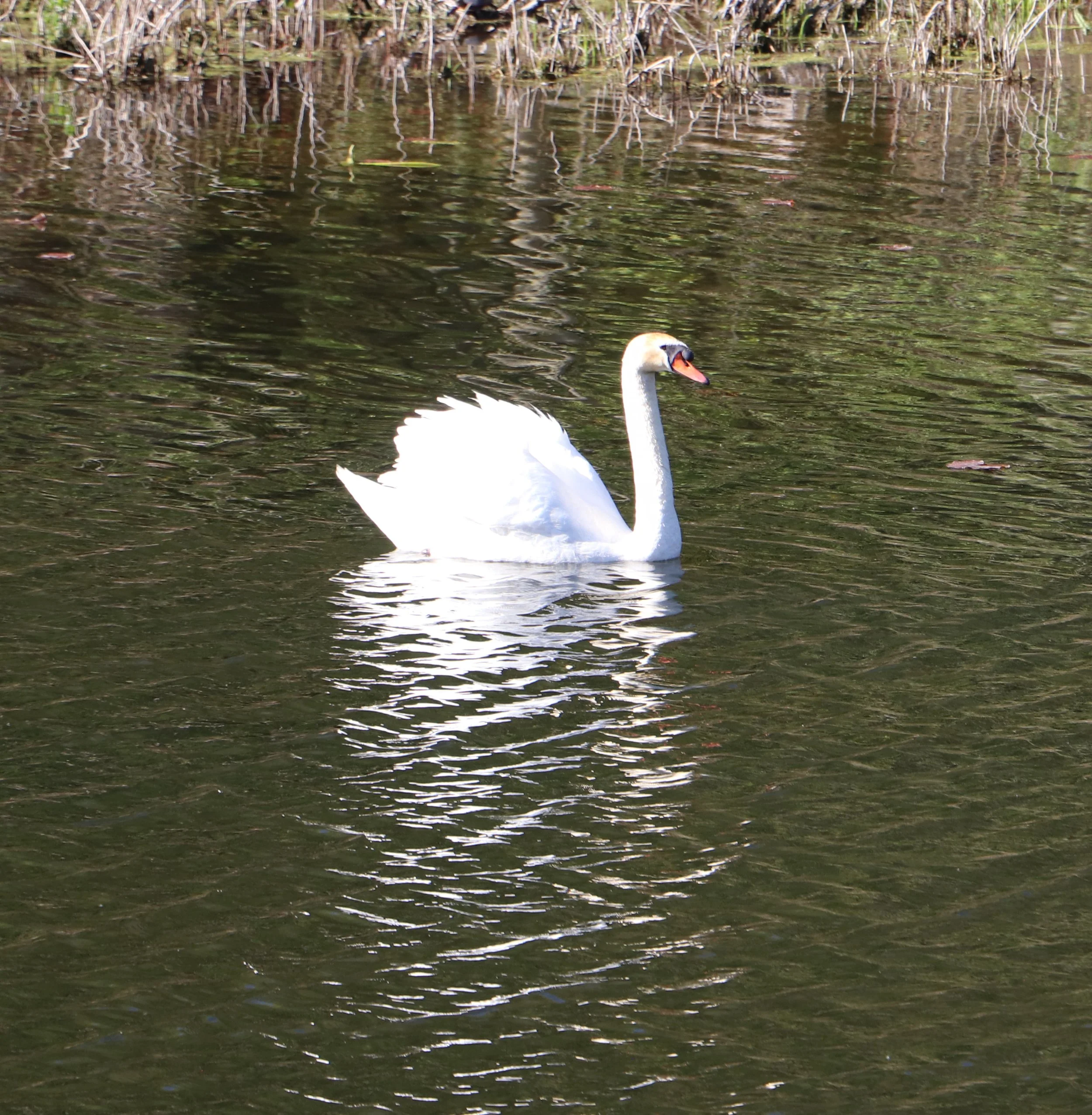 "Birds remind us that no matter how heavy life's burdens may be, we have the power to rise above and find solace in the heavens."
