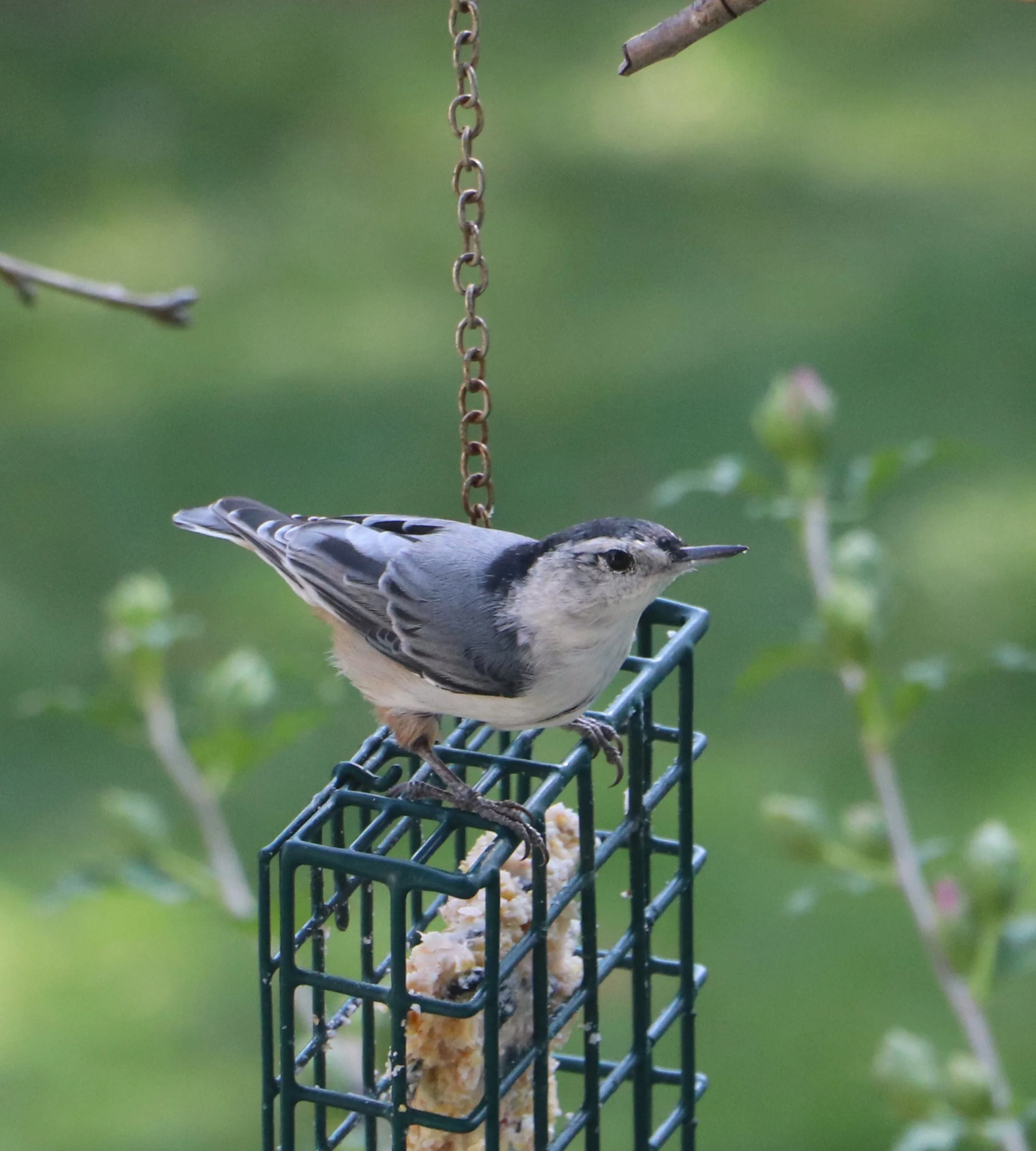 Nuthatch