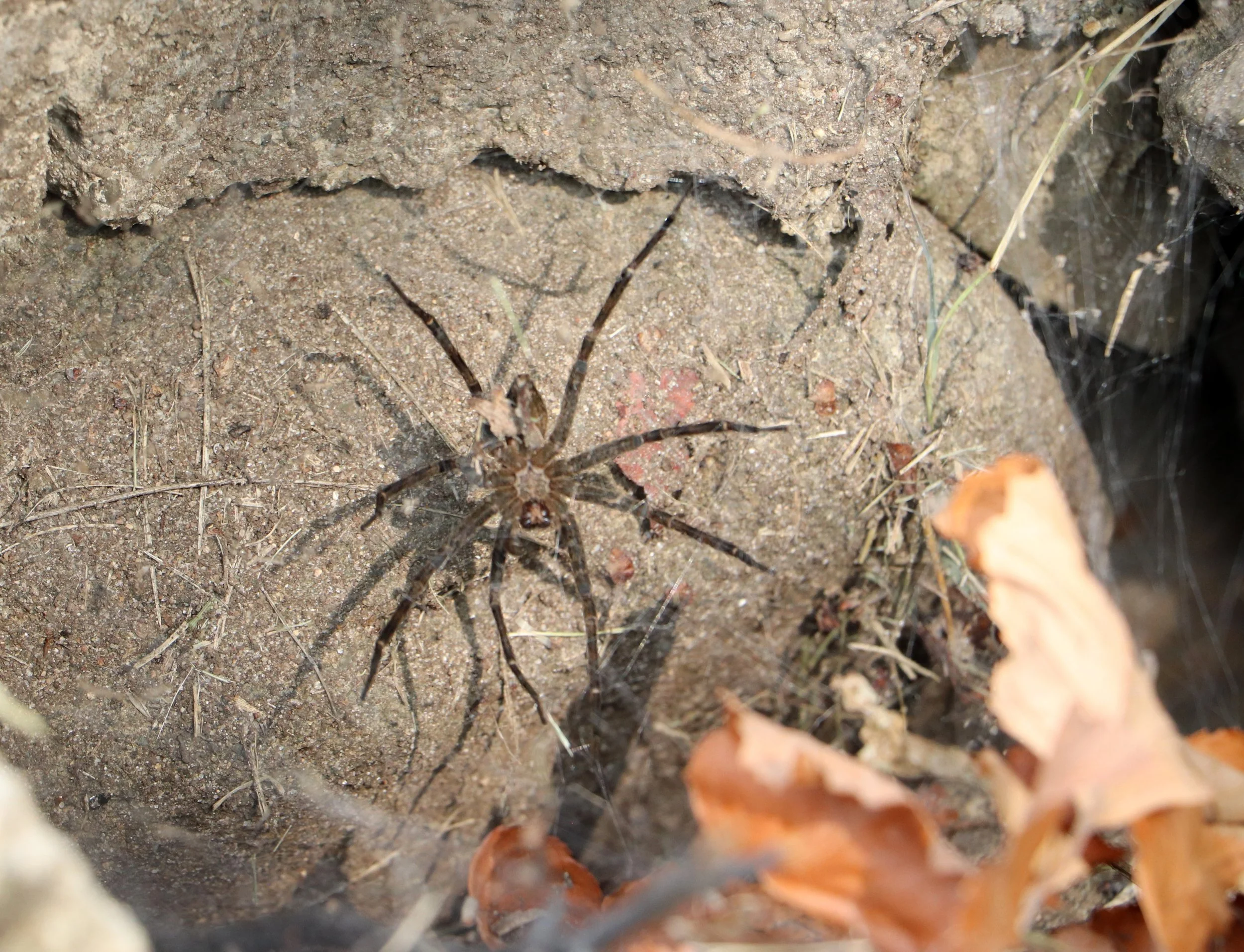 Striped Fishing Spider