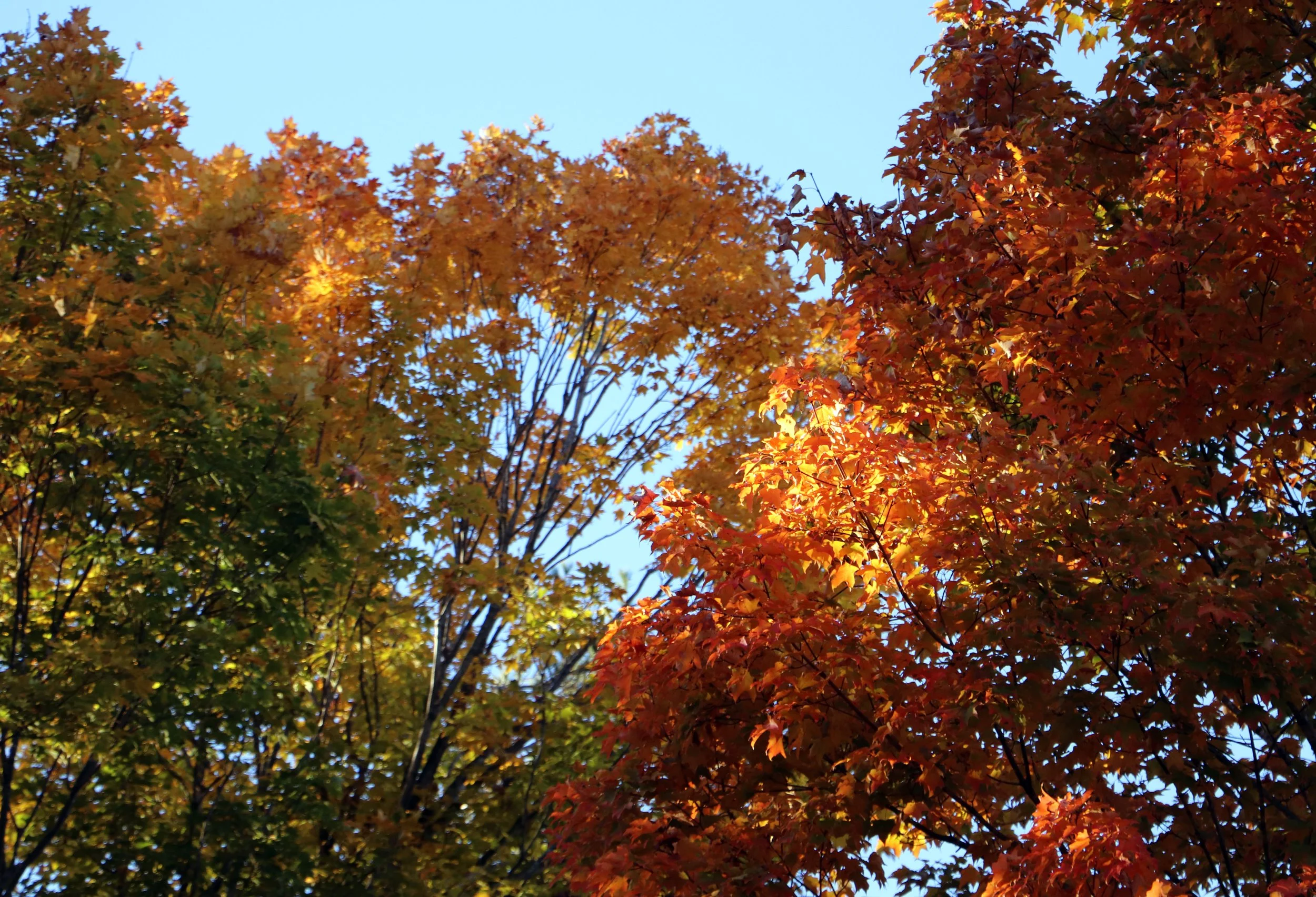 Fall Maple Trees in Michigan