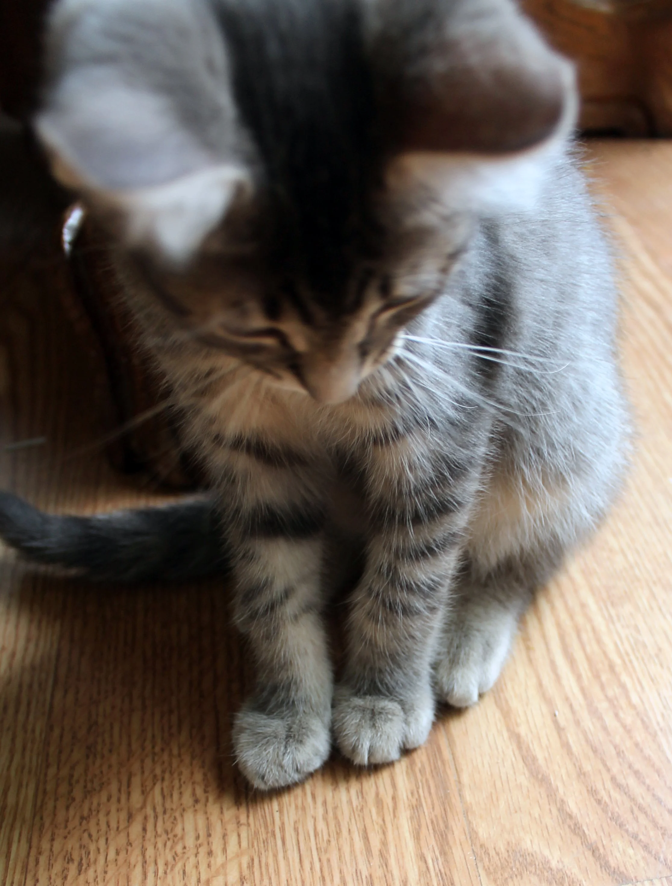 A gray tabby cat sitting on a wooden floor, looking down.