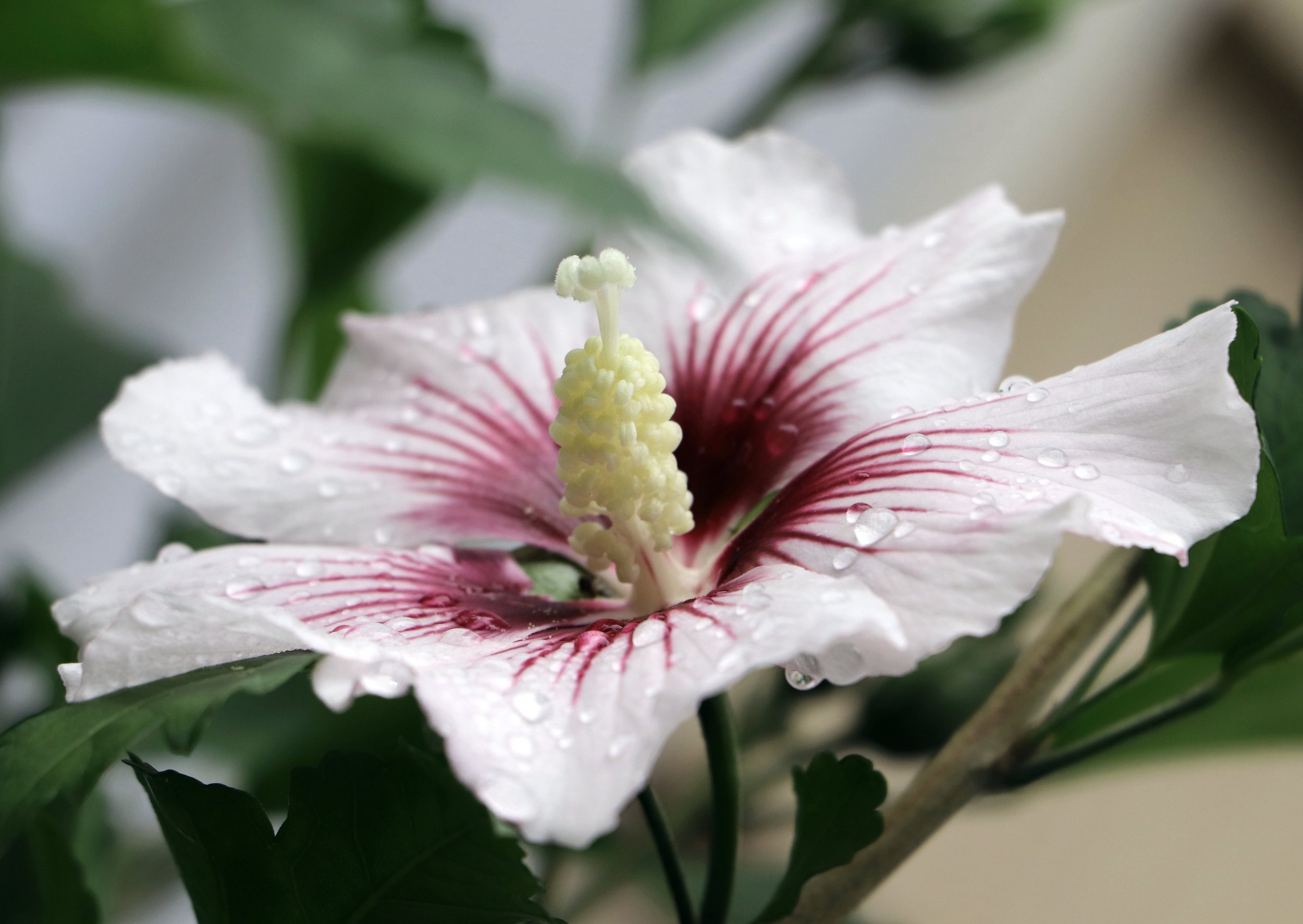 Close-up of a white  rose of sharon  hibiscus flower with pink stripes and water droplets, surrounded by green leaves.