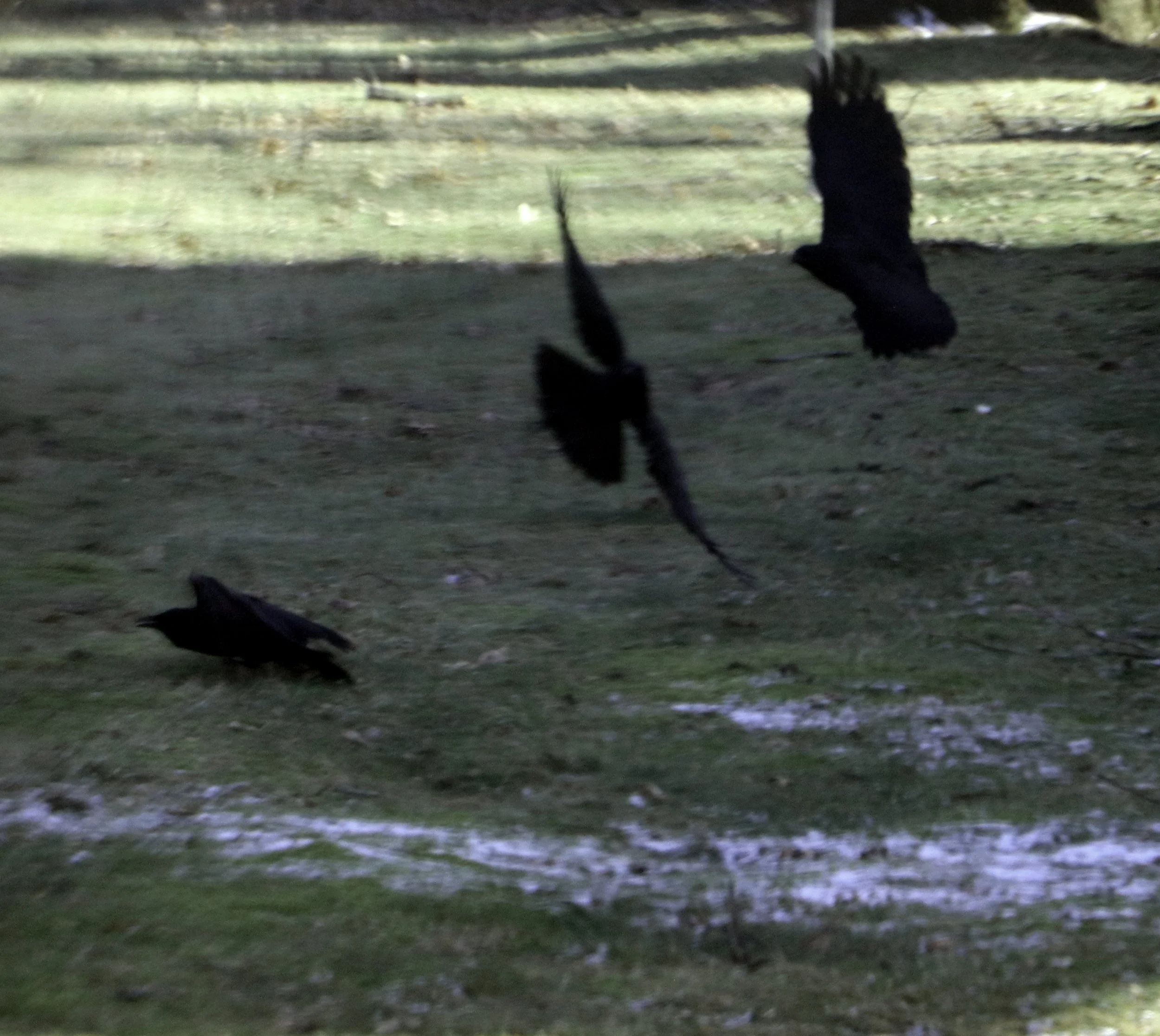Three black birds, two flying and one on the ground, in a grassy area with patches of snow.
