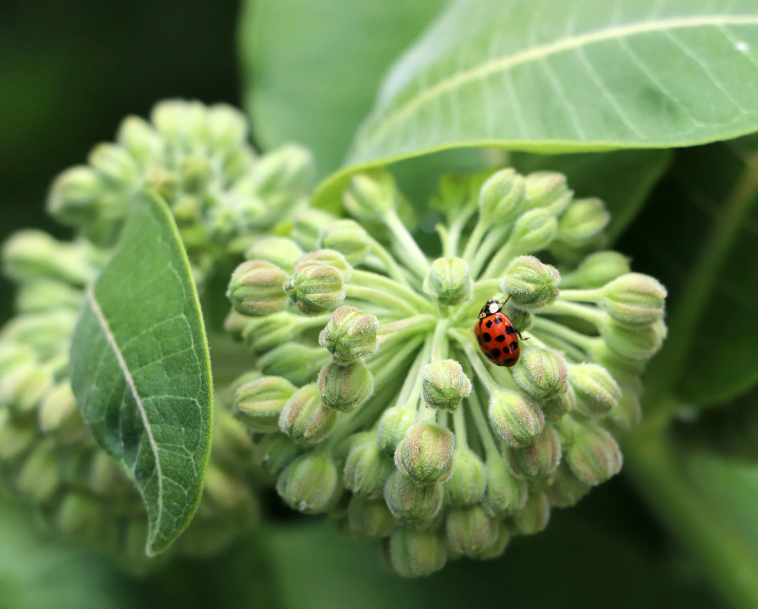 Milkweed