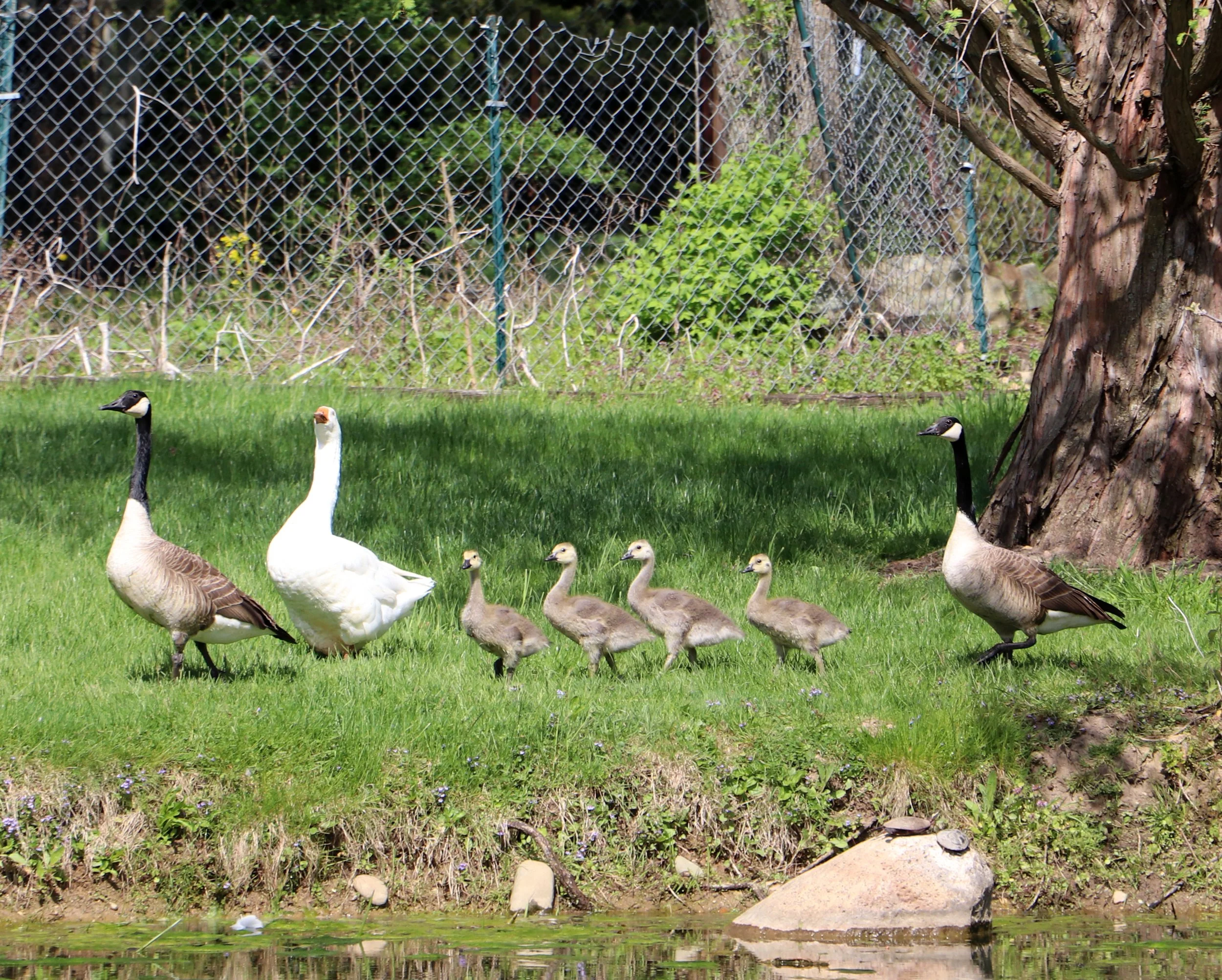 "In the eyes of a bird, we witness the untamed spirit of nature, a reminder that our own spirits long for the wilderness."