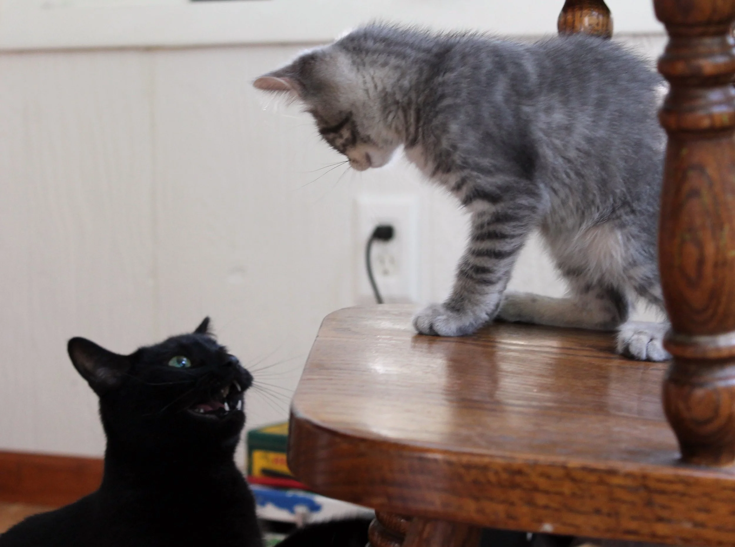 A gray tabby cat on a wooden table looks down at a black cat below, which is looking up with its mouth open and showing teeth.