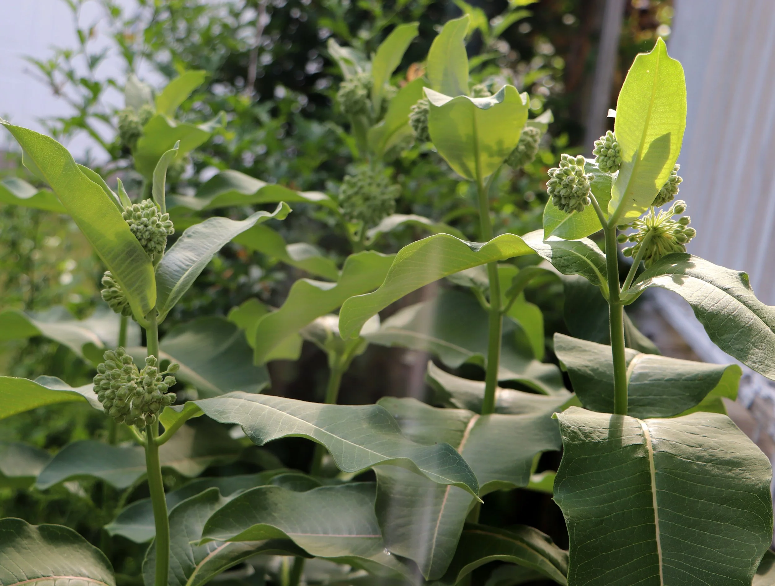 Milkweed