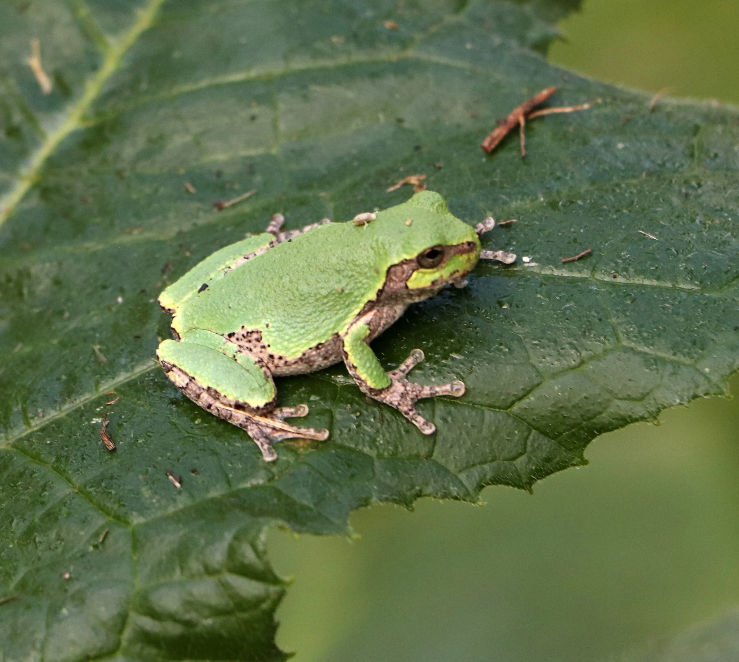 A small green frog with brown markings resting on a dark green leaf.