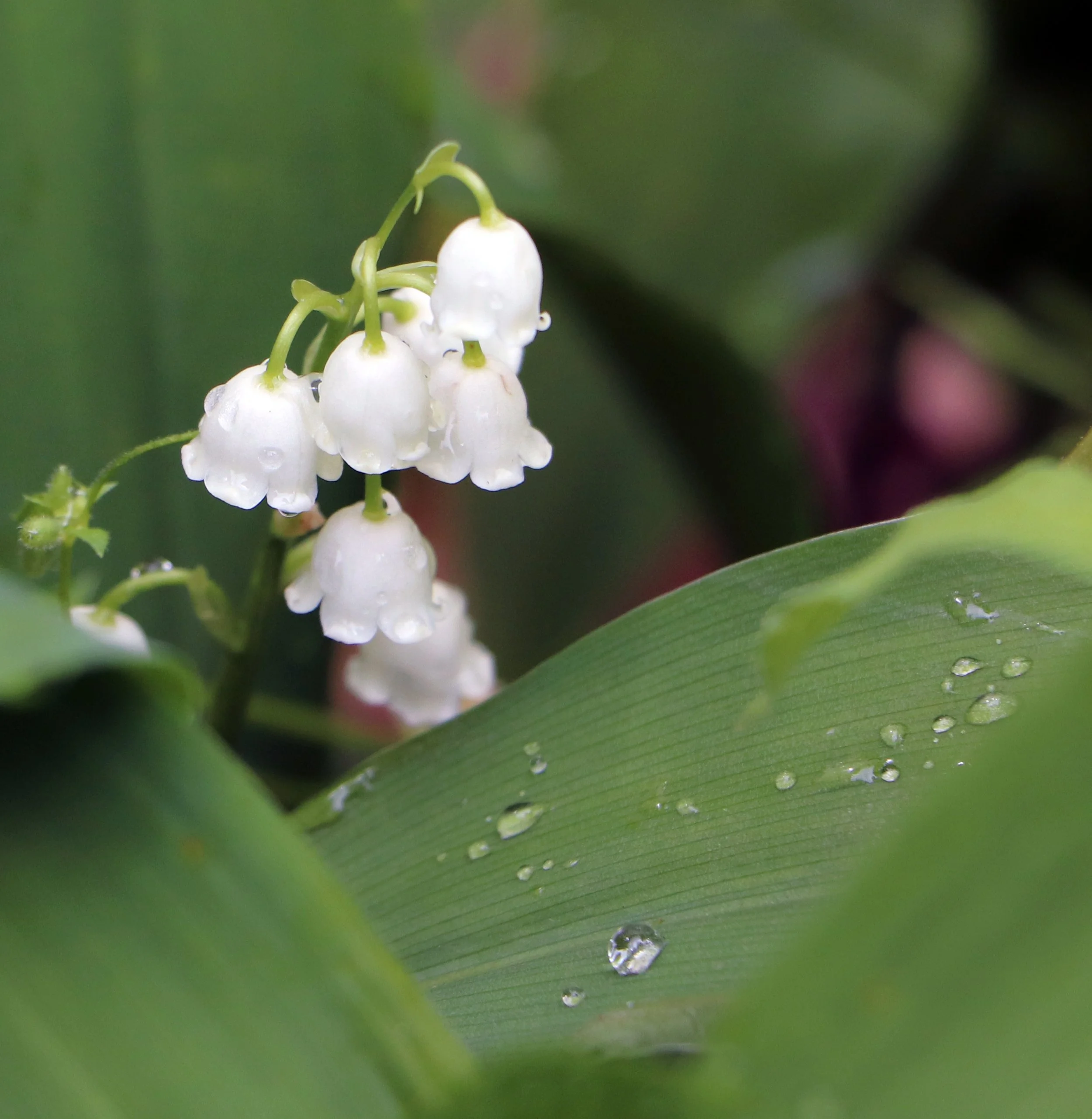 Dewy Lil of the Valley Flowers