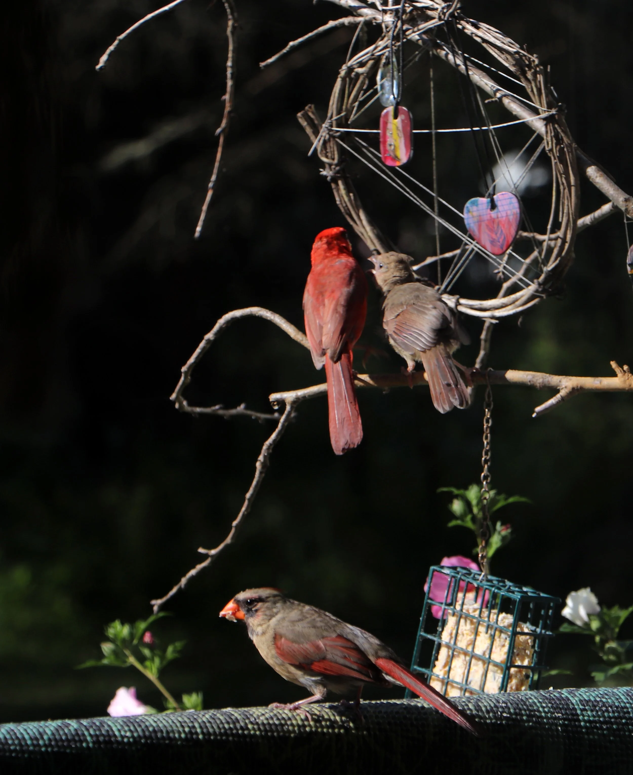 red cardinal family