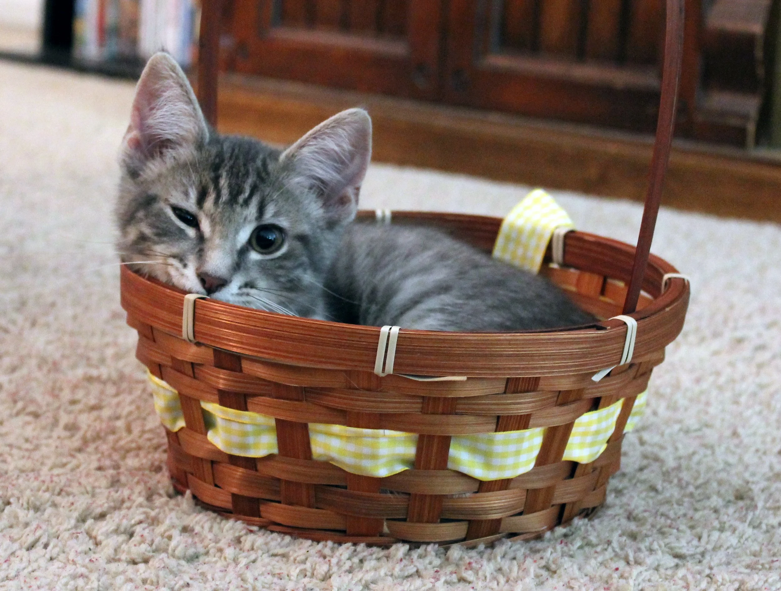 A gray tabby kitten lying in a small wicker basket on a carpeted floor.